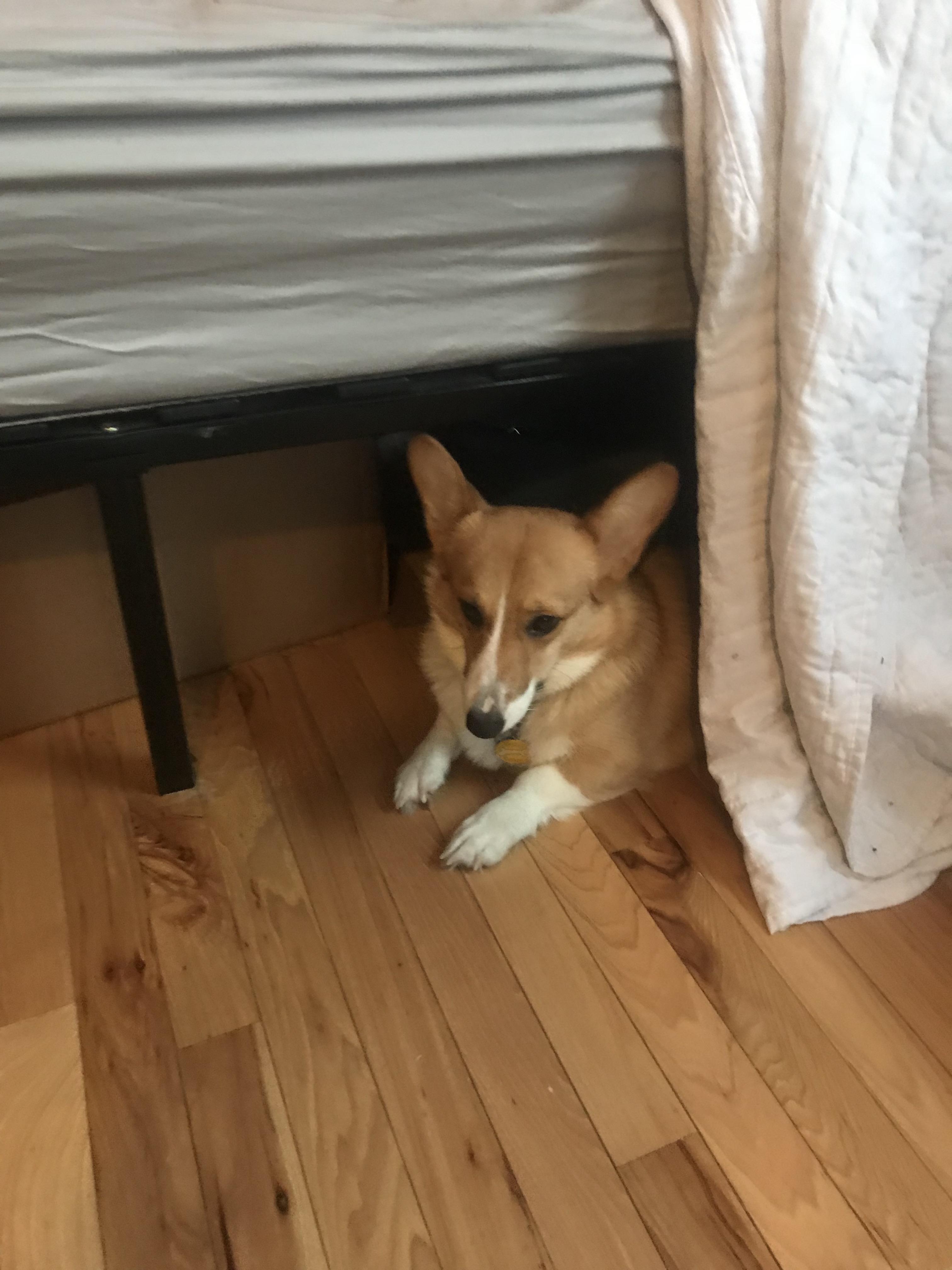 pup hides under the be ALWAYS!!