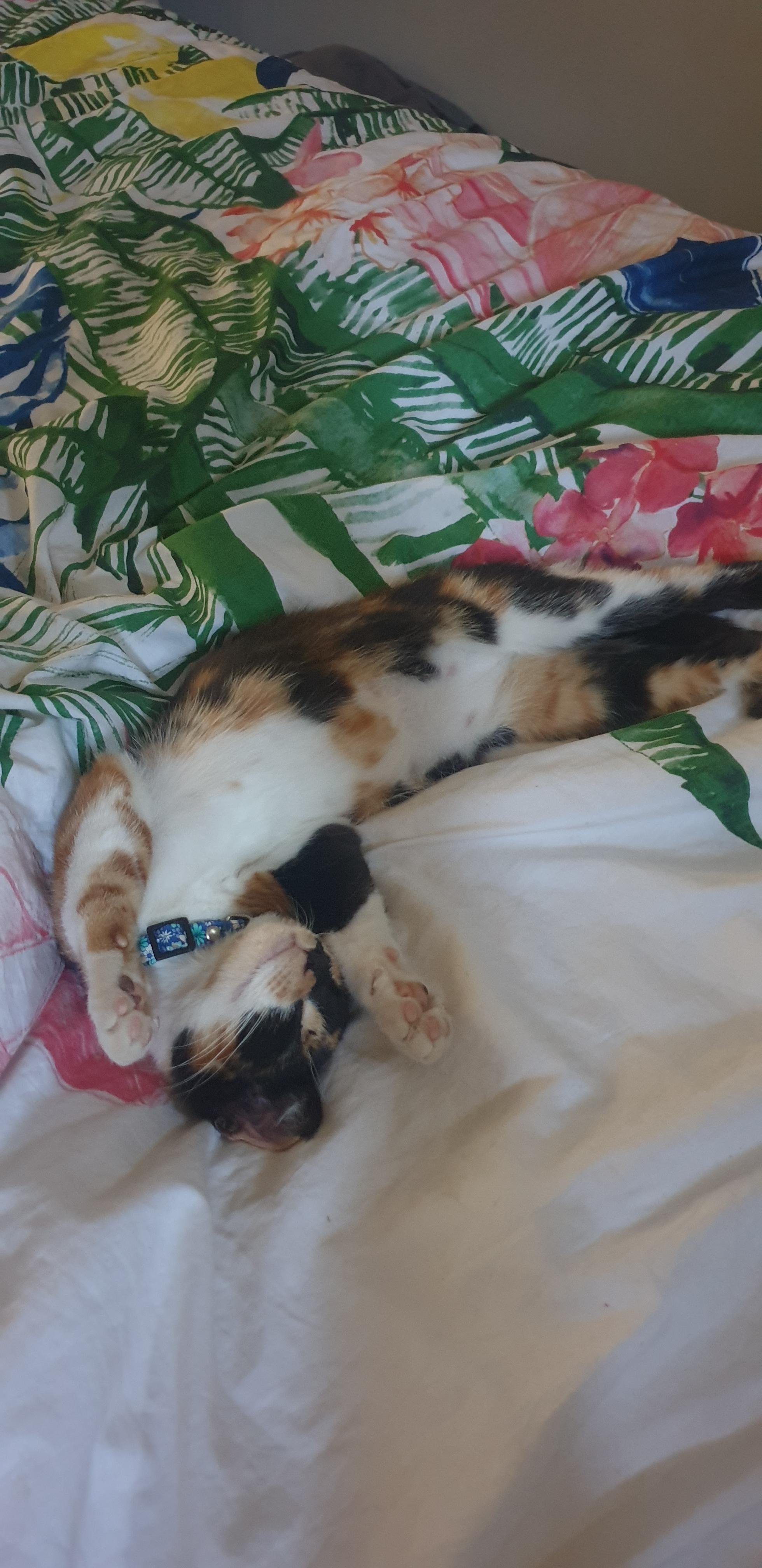 My kitten sleeps like my dog. (I have no photo of dog sleeping) r/aww