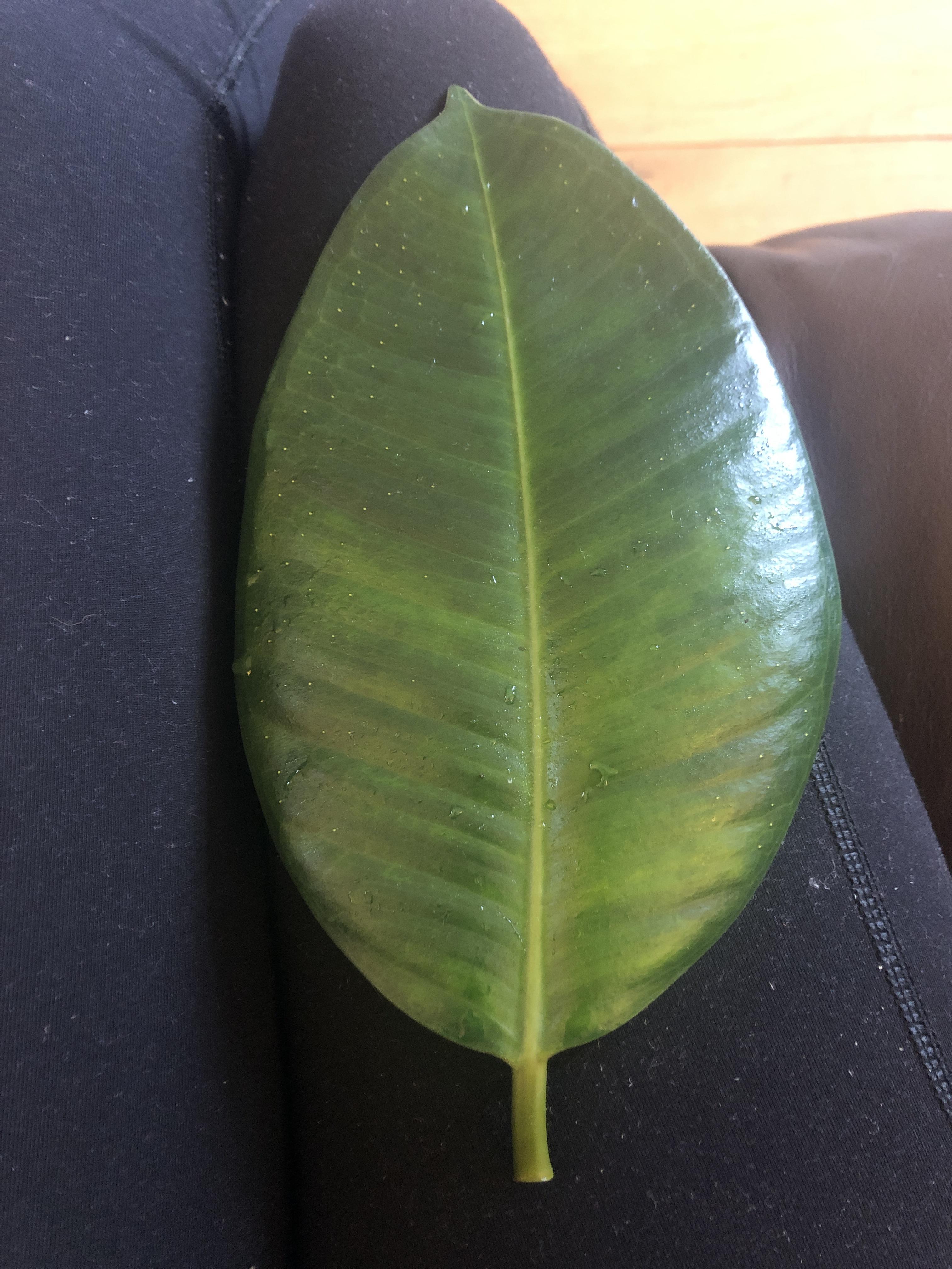 My rubber plant keeps losing leaves! Please help am I over or under watering? r/plantclinic