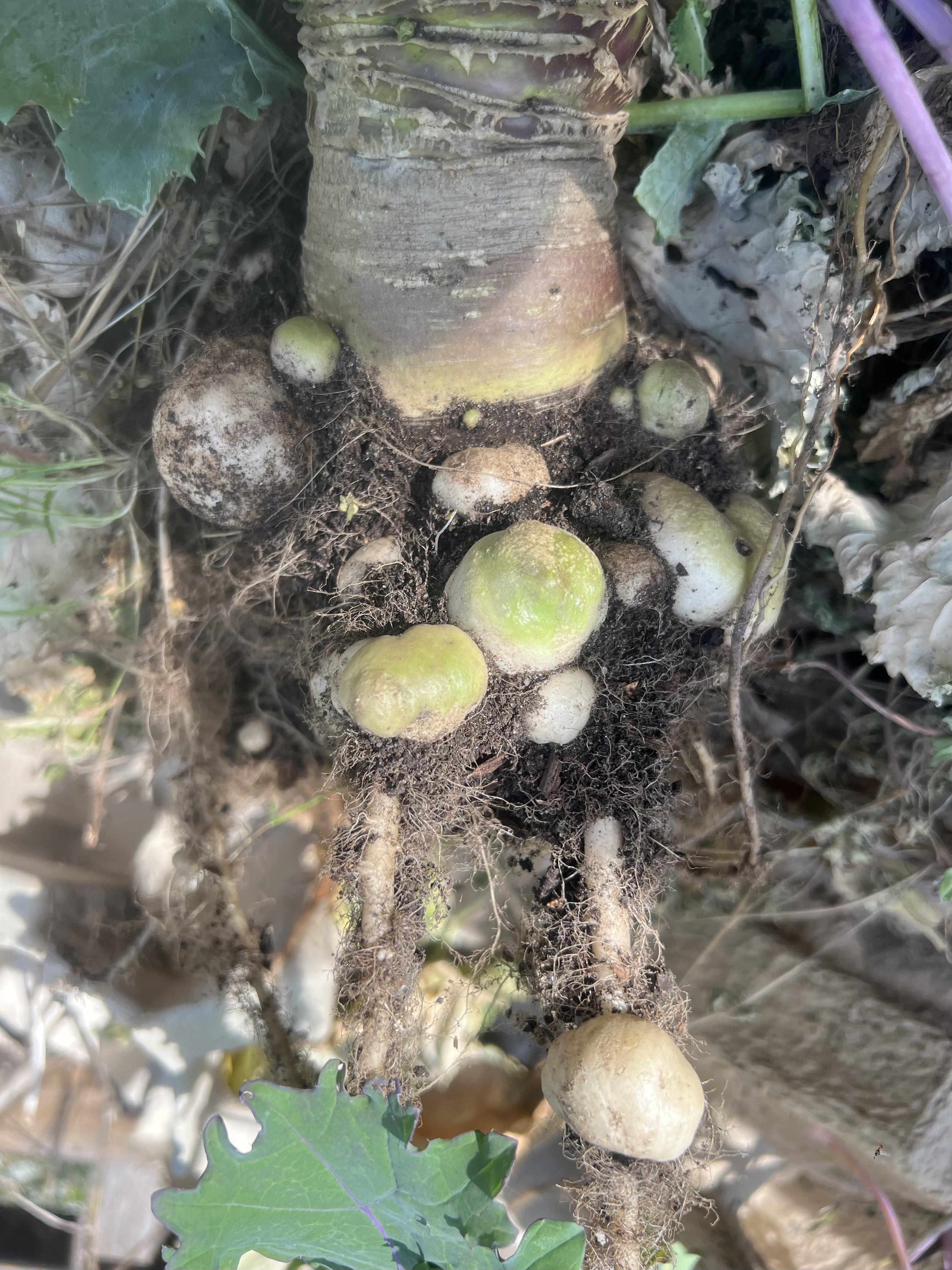 My kale roots, is it normal? r/gardening