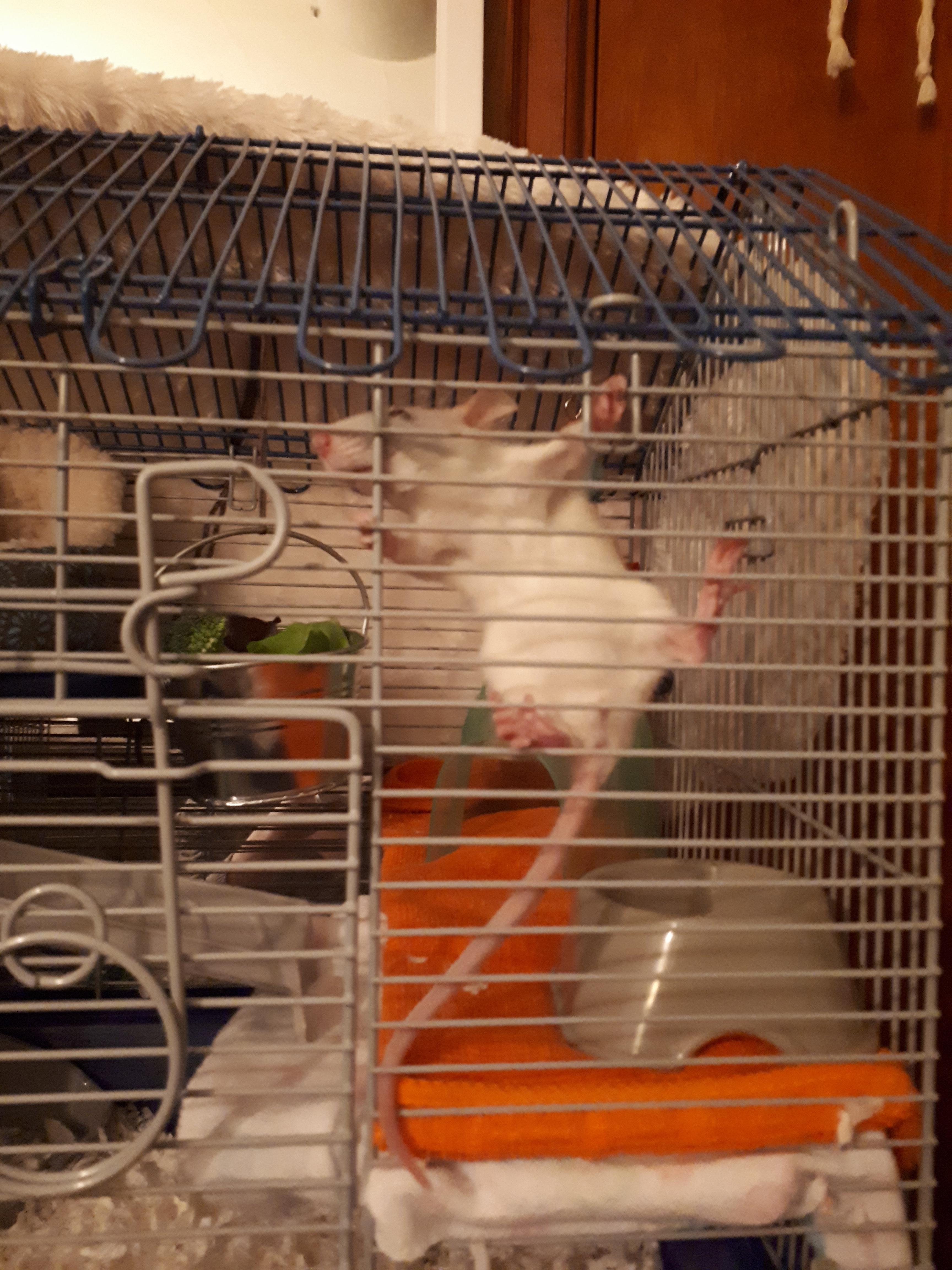 Help! My baby rat has been jumping everywhere and then staying here for