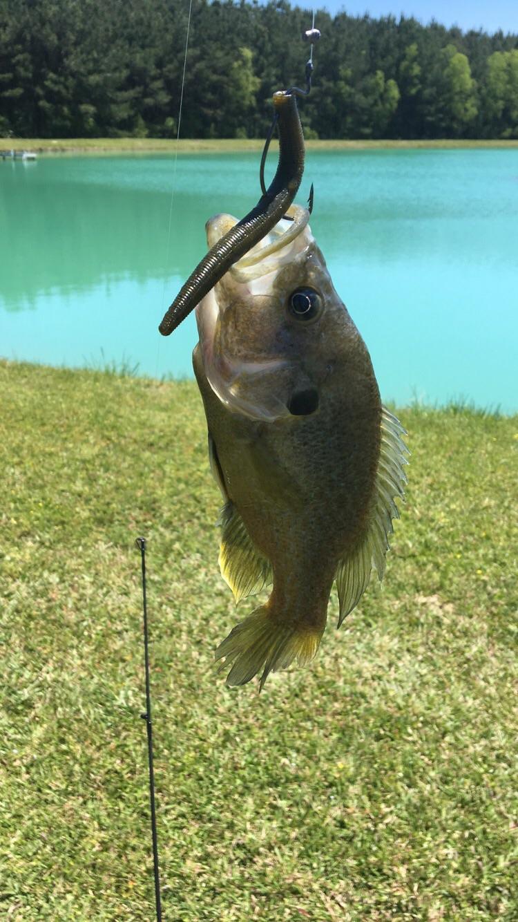 Anyone know what this is specifically? I catch them all the time