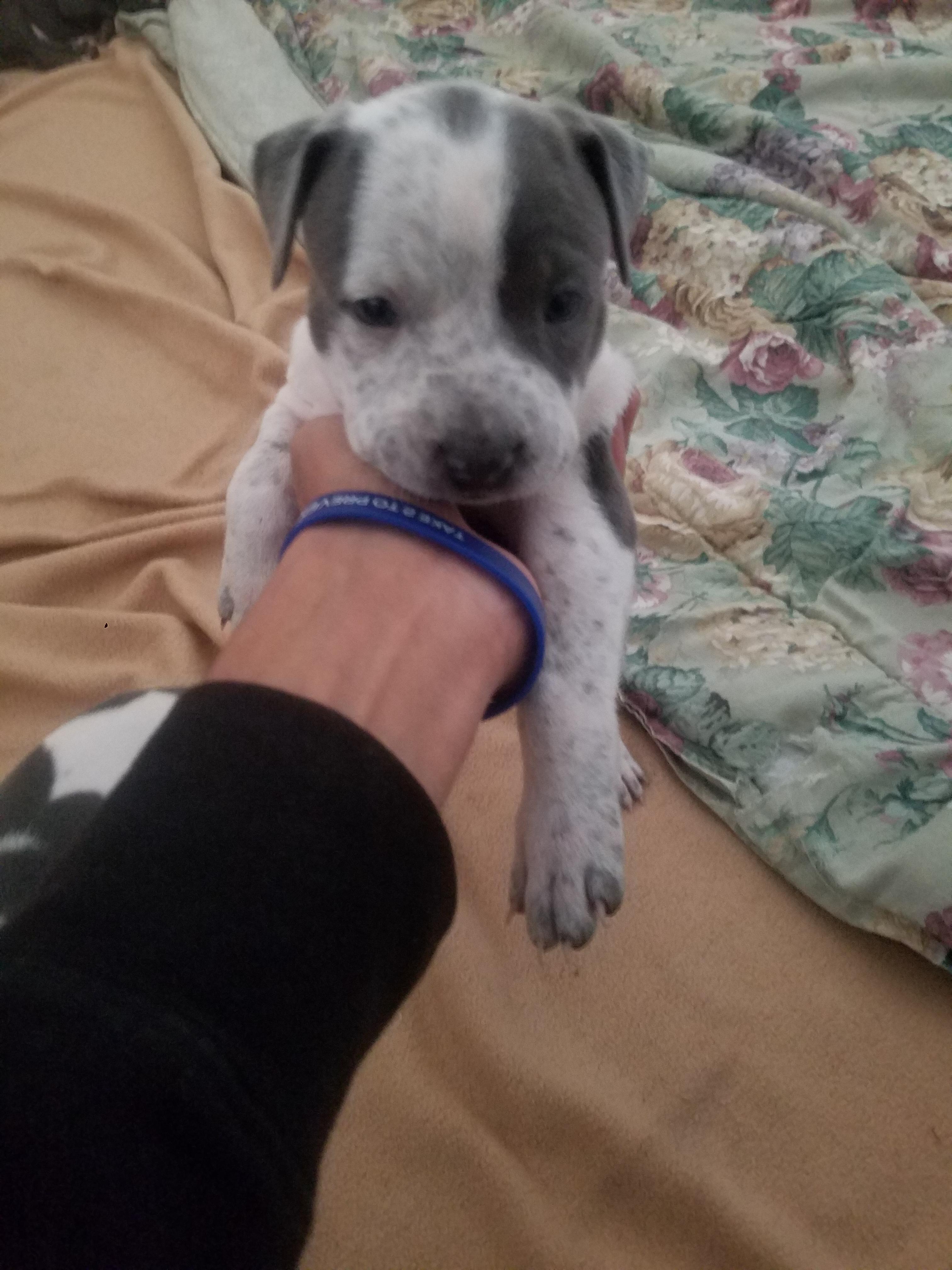 My baby 4 weeks old pitbulls