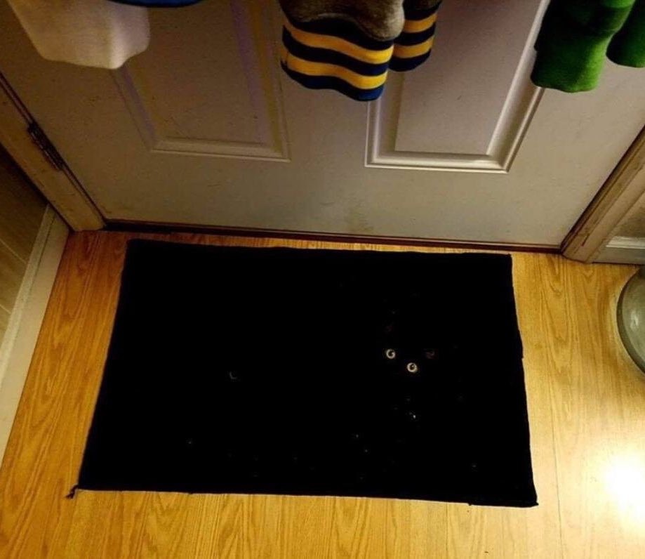 Carpet Cat r/cats