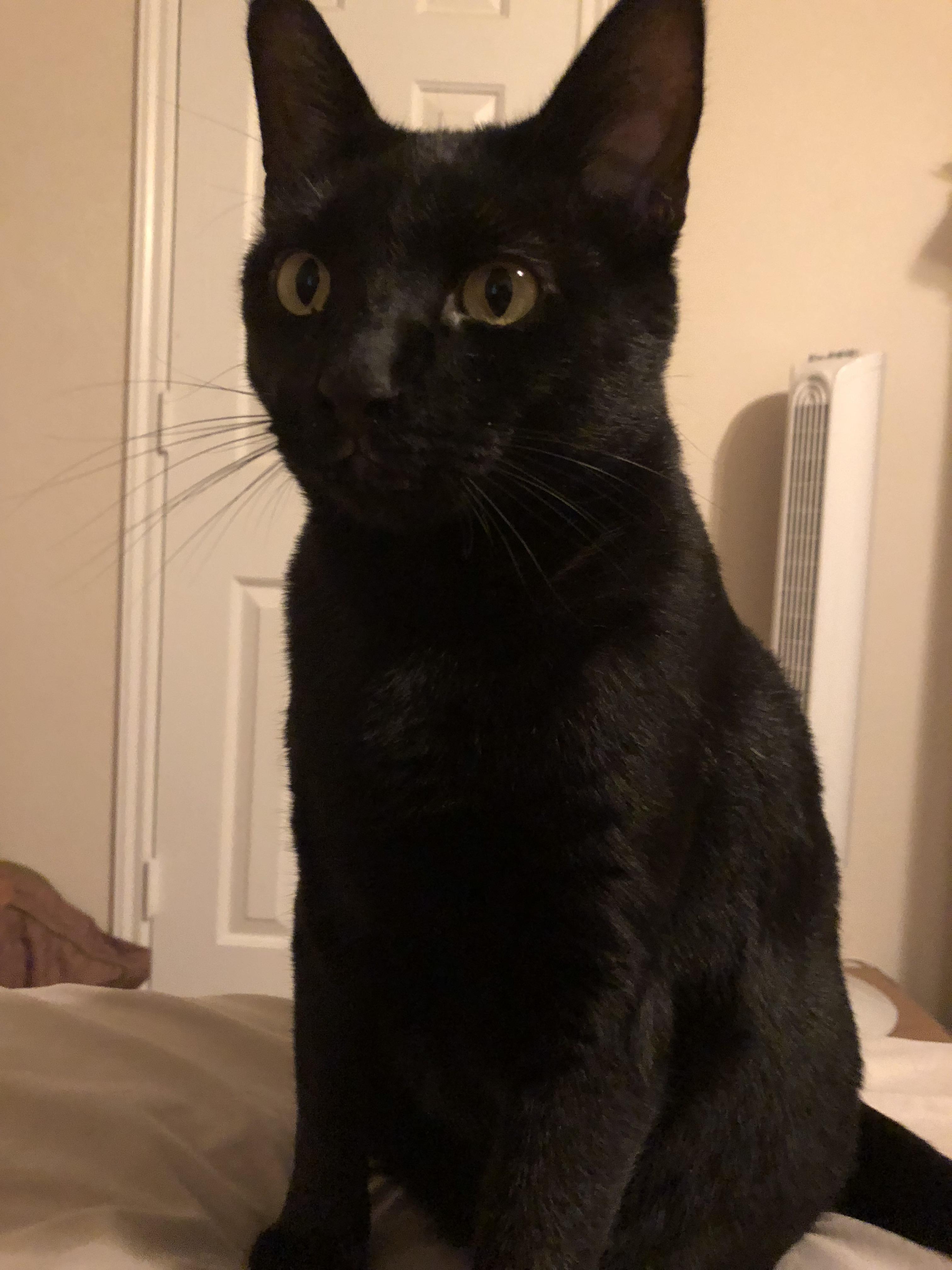 2 years ago, I saw a kitty cat sneezing and looking sad in his cage at