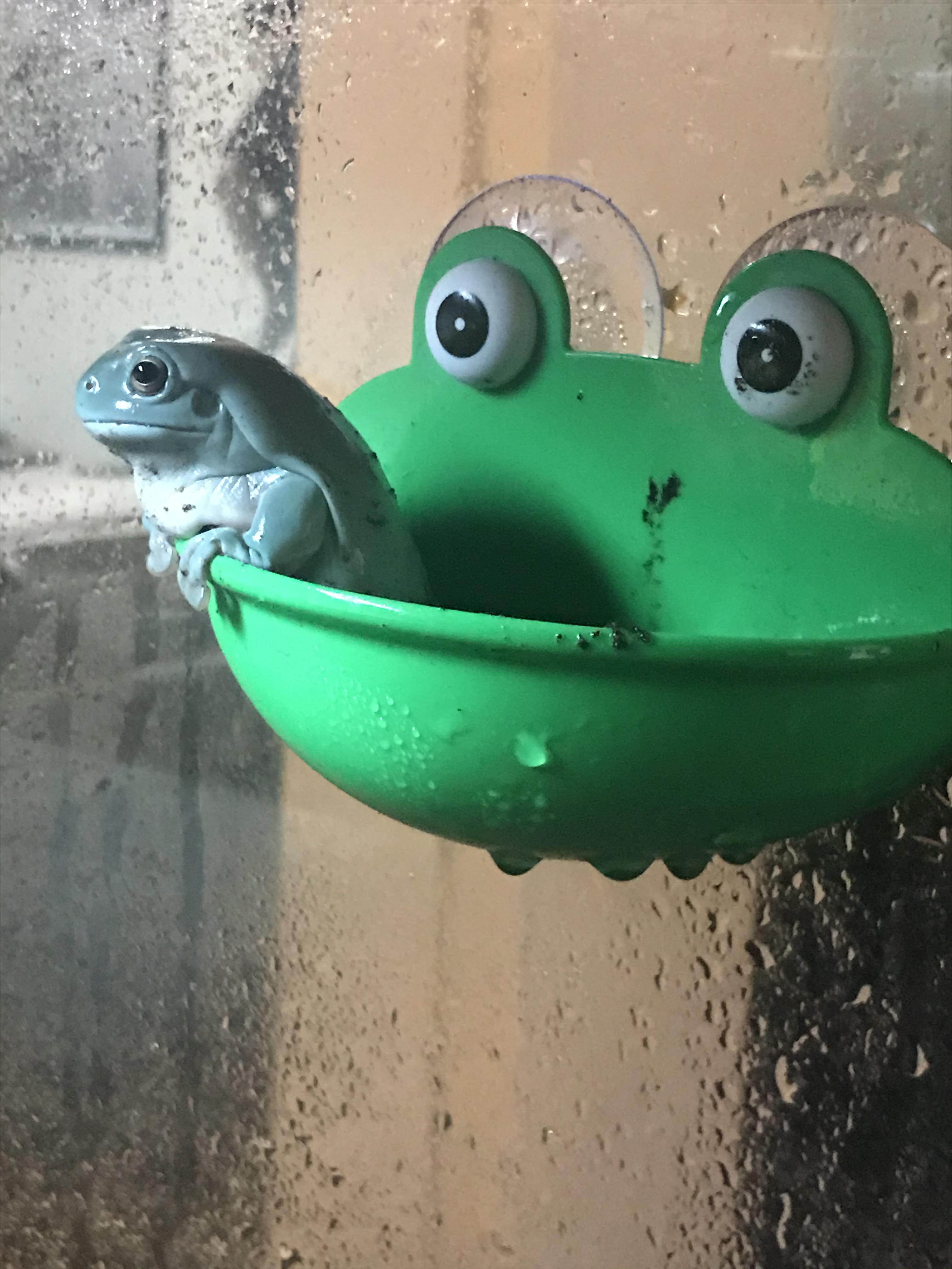 I sit, pondering about worms. r/frogs