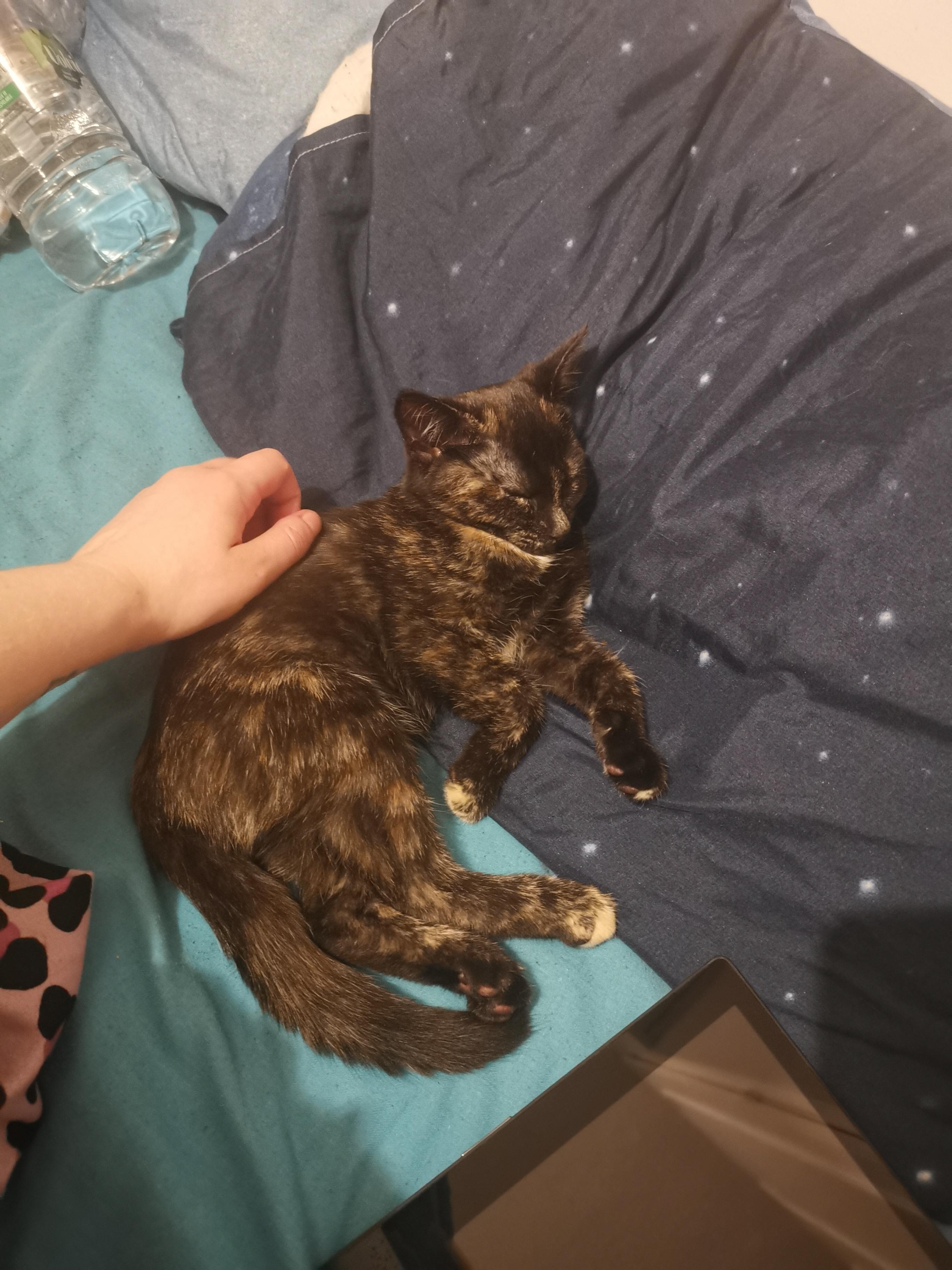 today she decided that she's sleeping on my pillow r/torties