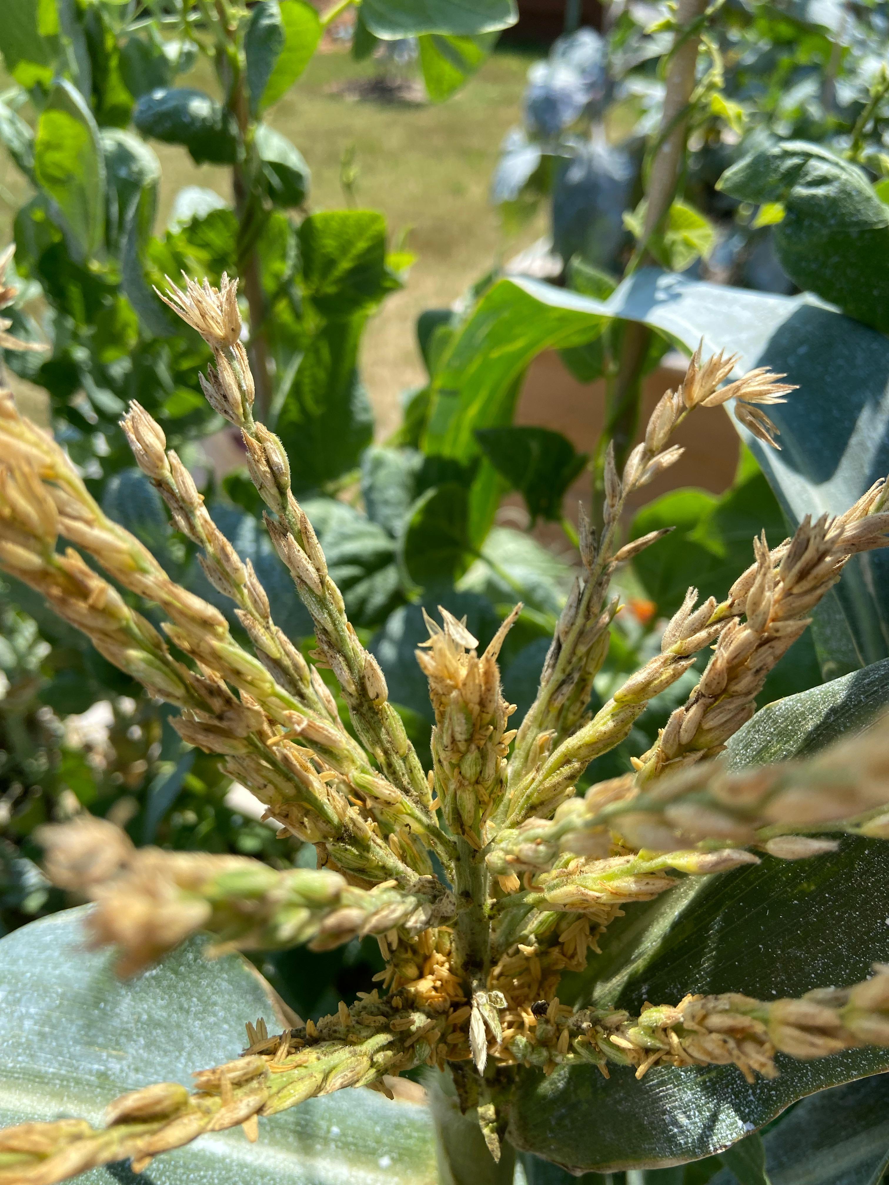 Is this mold on the corn tassel? r/gardening