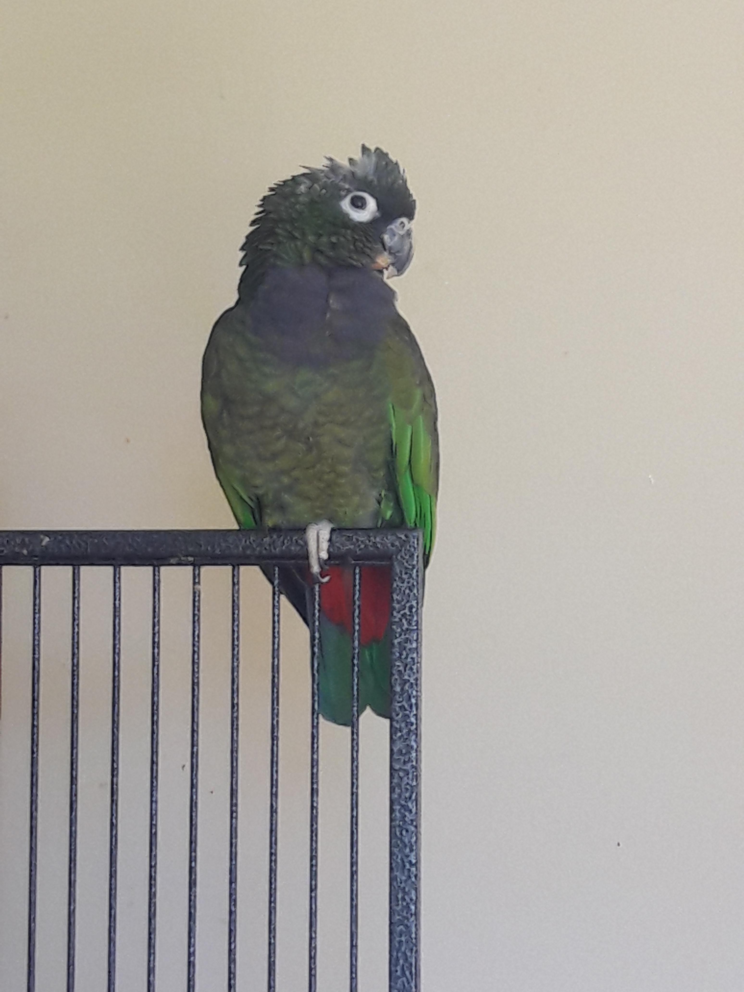 How to stop the chewing r/parrots