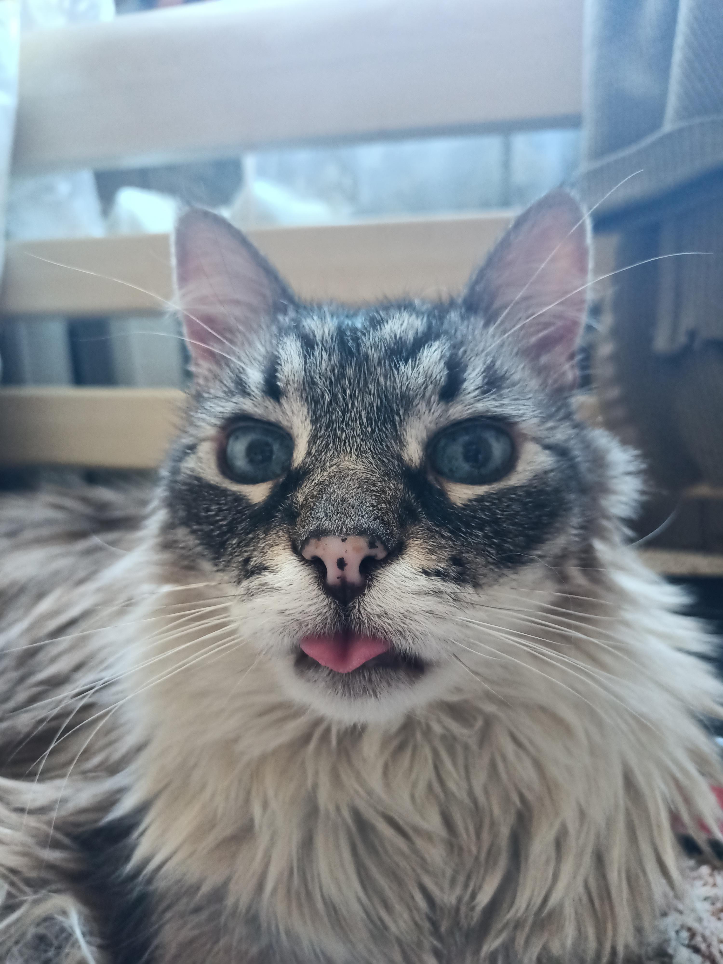 mamrizzio Today my cat is 17 years old!