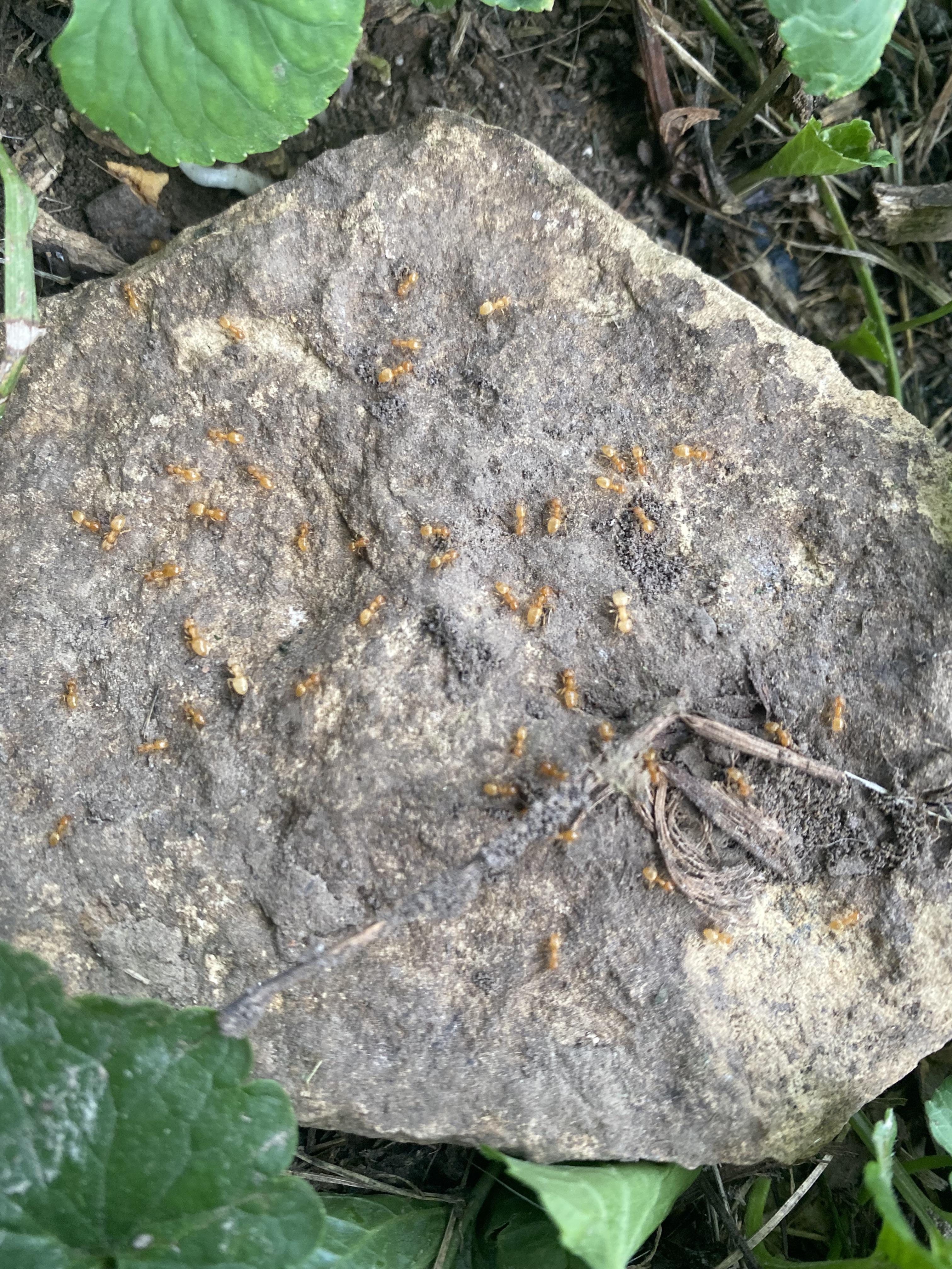 Does anyone know what kind of ants these are I know it’s a horrible pic