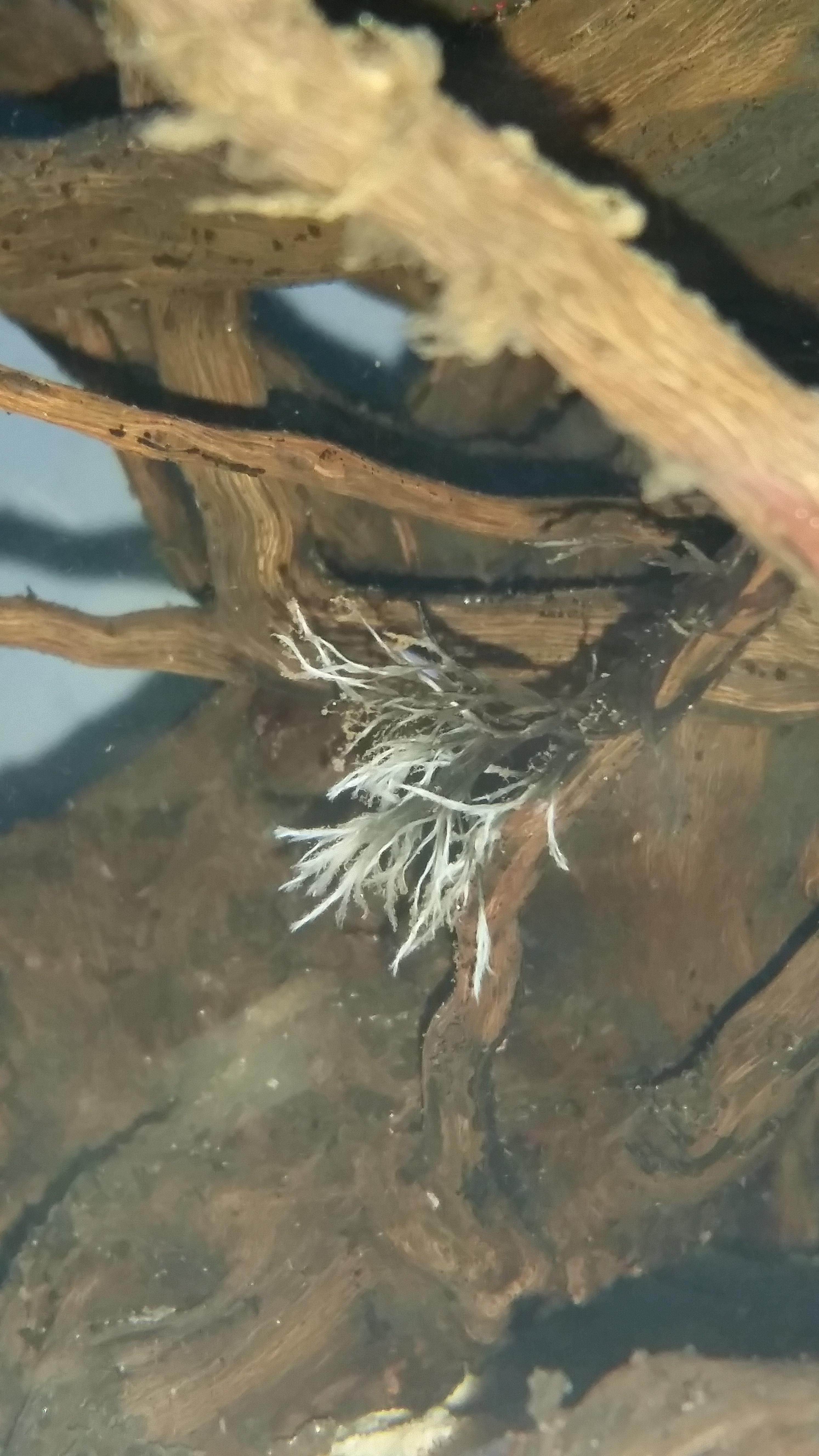 What kind of fungus is this? Just noticed it growing on my spiderwood