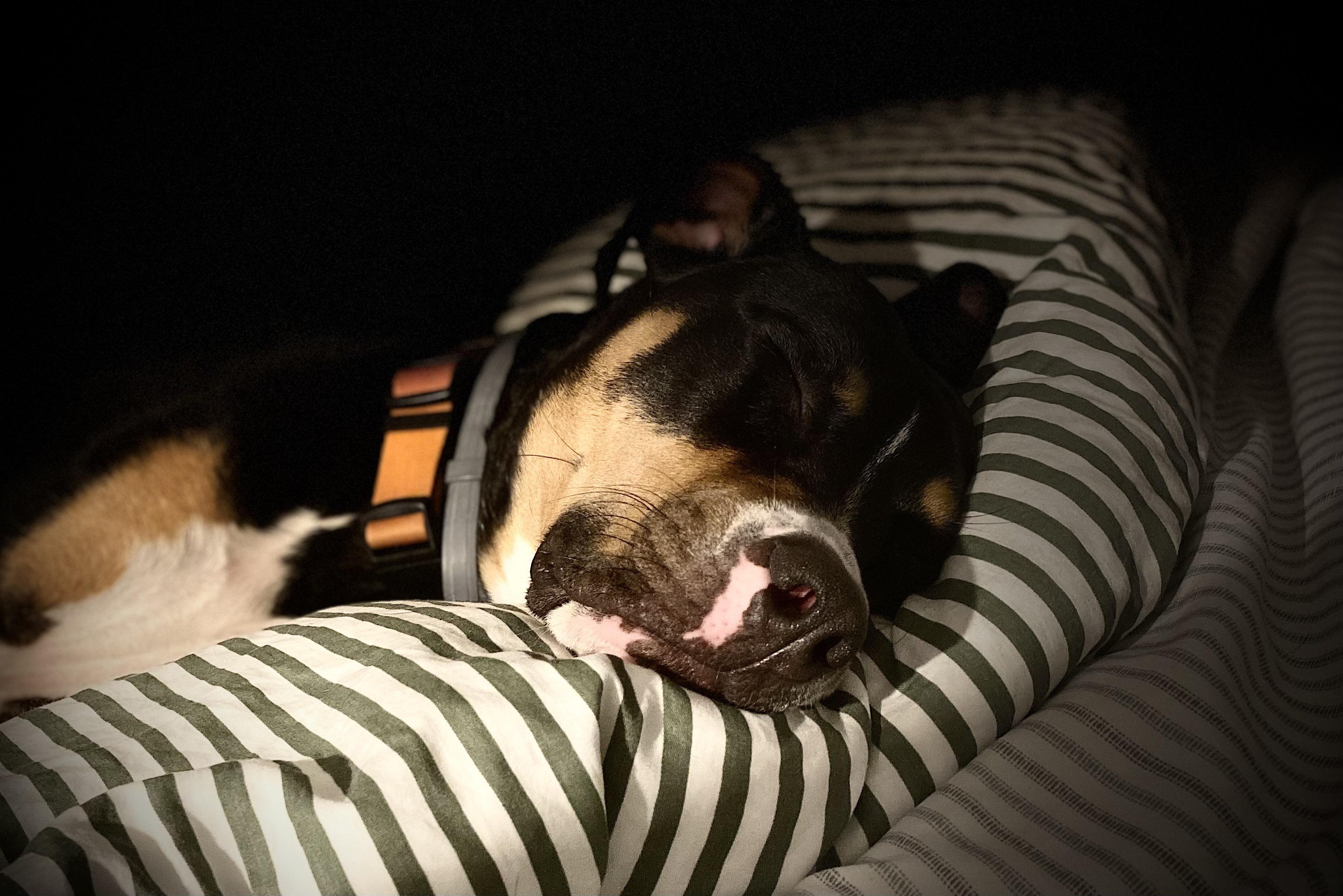 She’s a 10 but hogs the covers r/velvethippos