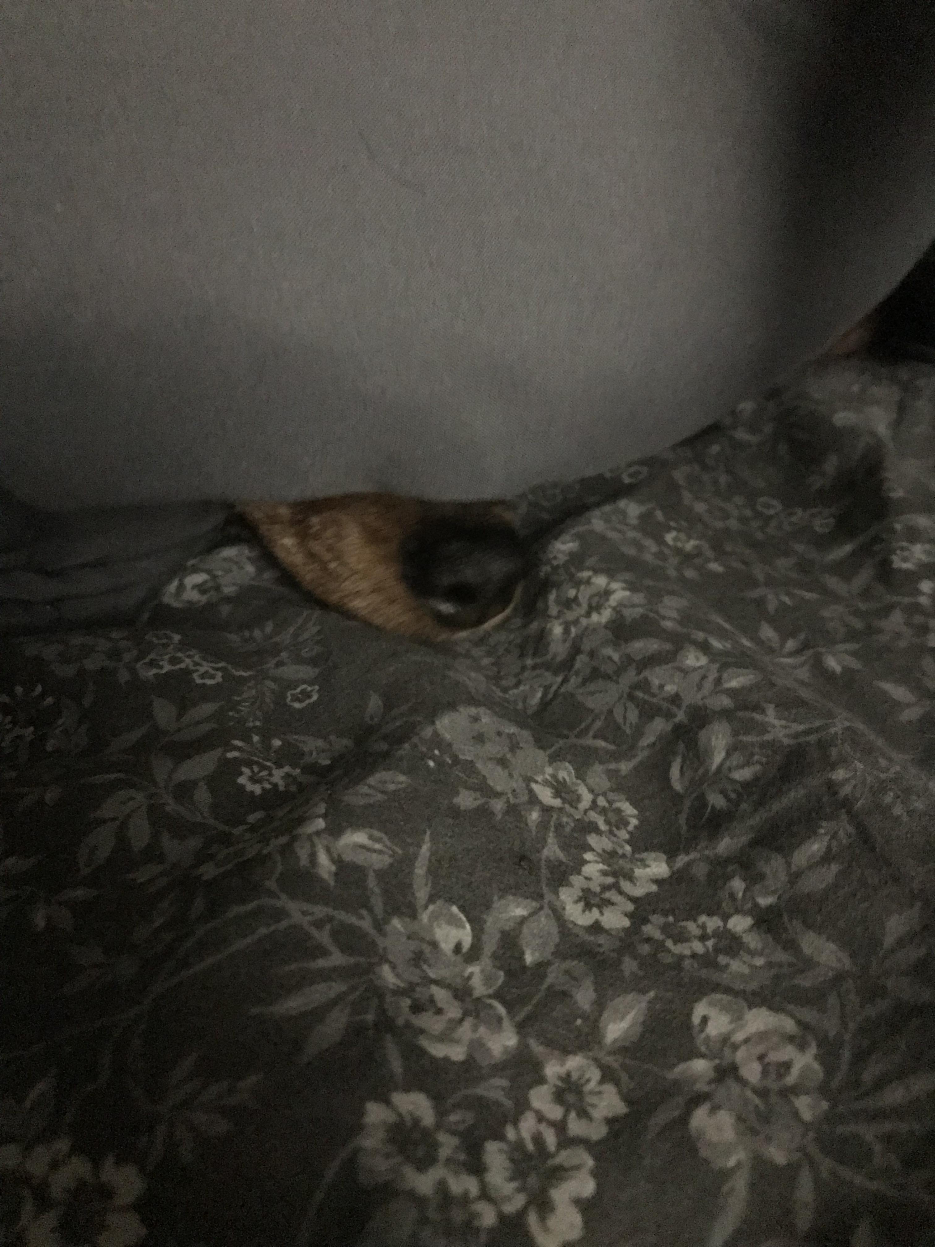 Someone is under my covers r/Dachshund
