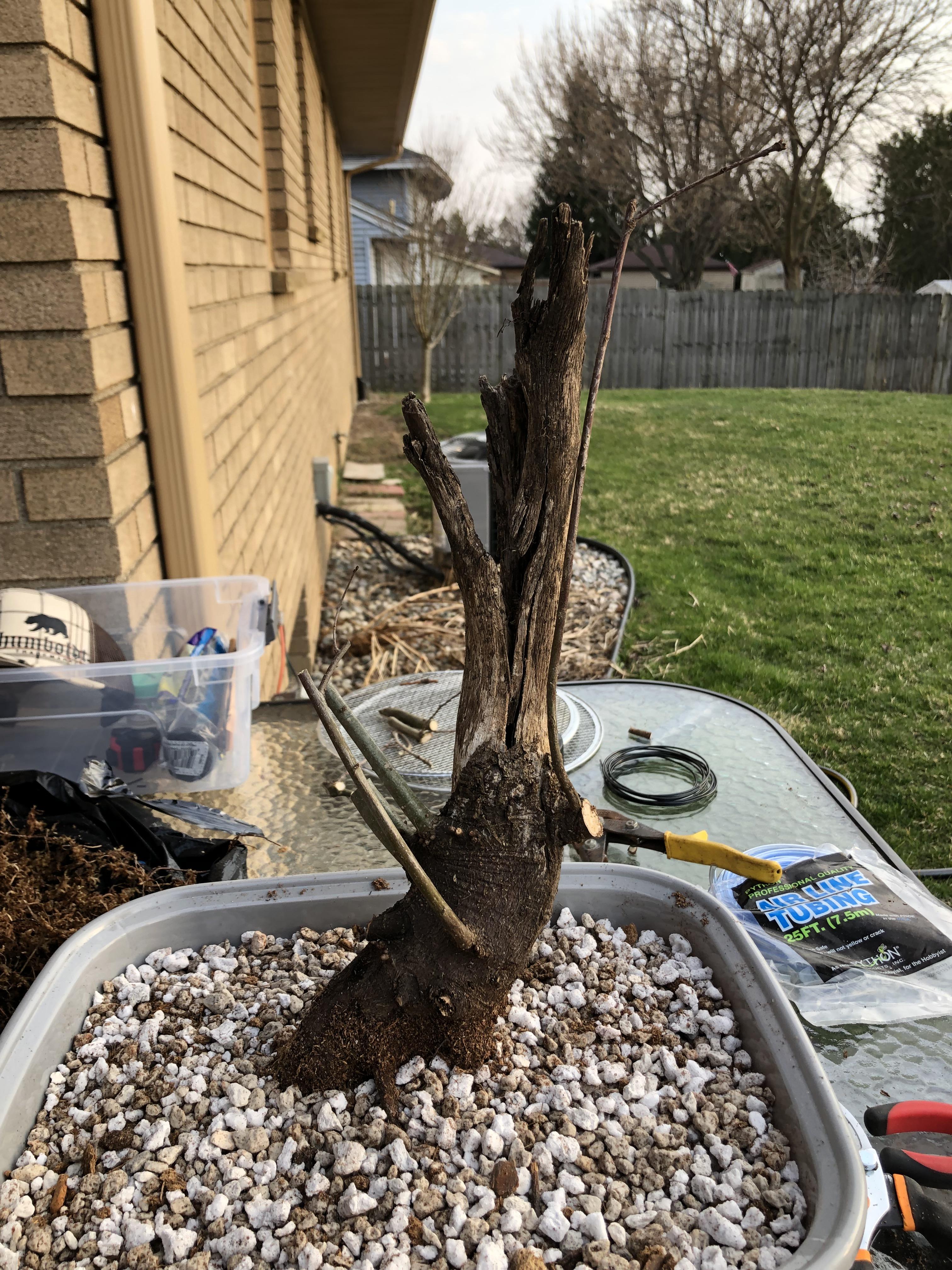 Oak Yamadori not sure what to do with the deadwood. Leave for now