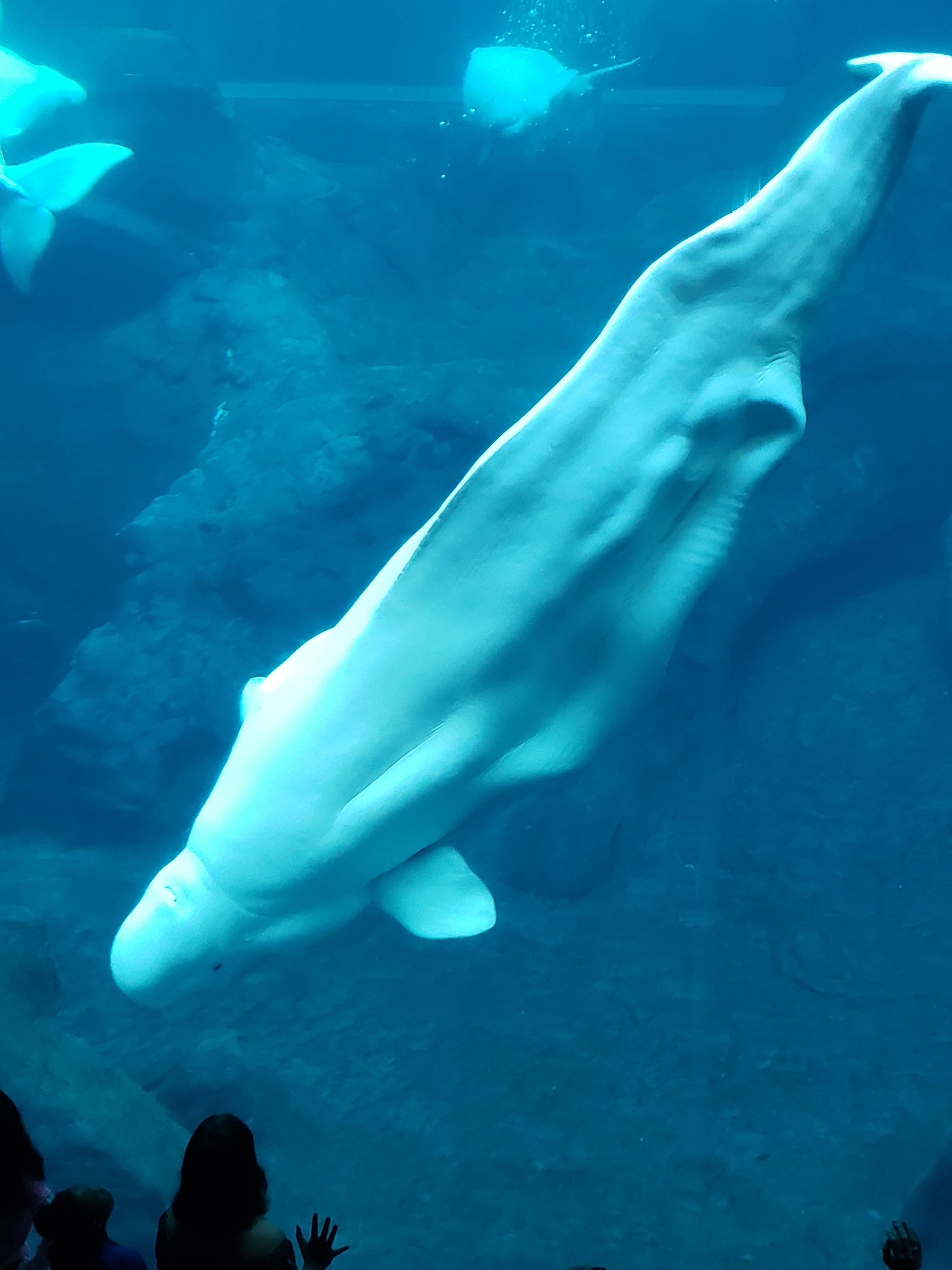 Aquarium Beluga Whale