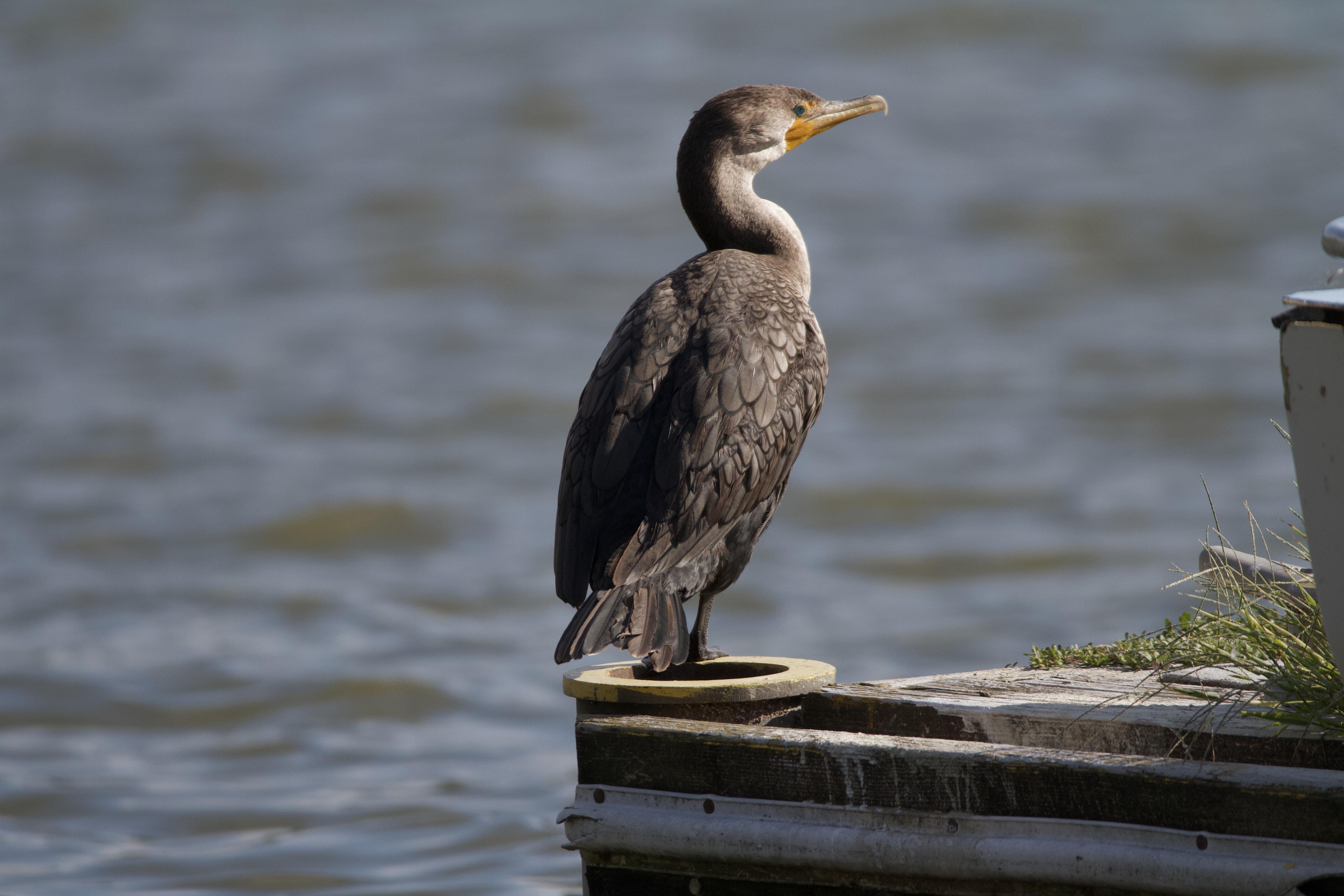 Doublecrested Cormorant on the banks of the Washington, DC Tidal Basin