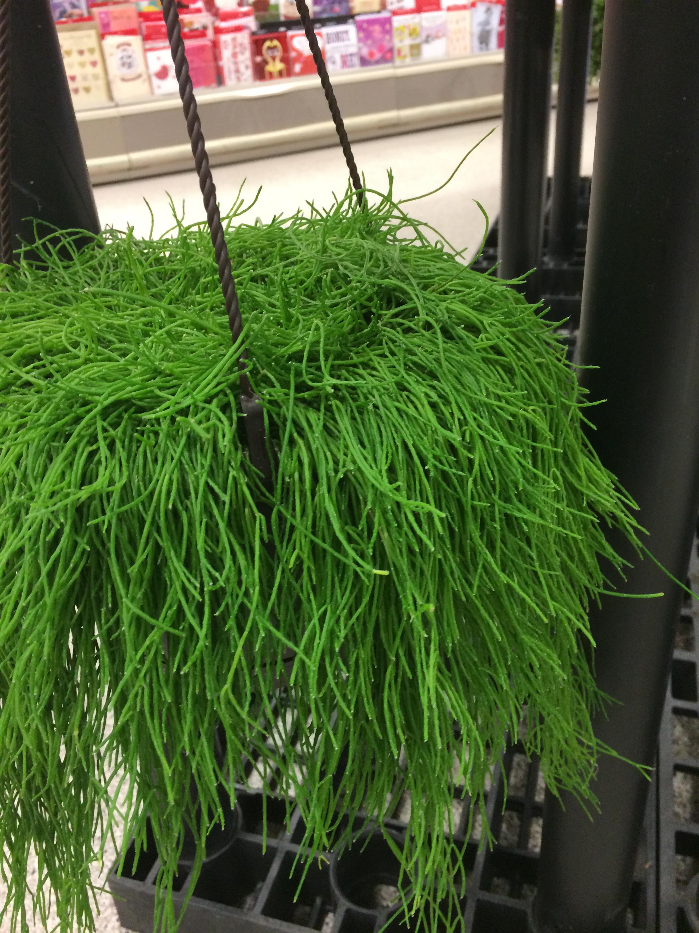 [Store] [Indoor] Found this at my local Meijer. No one had any idea