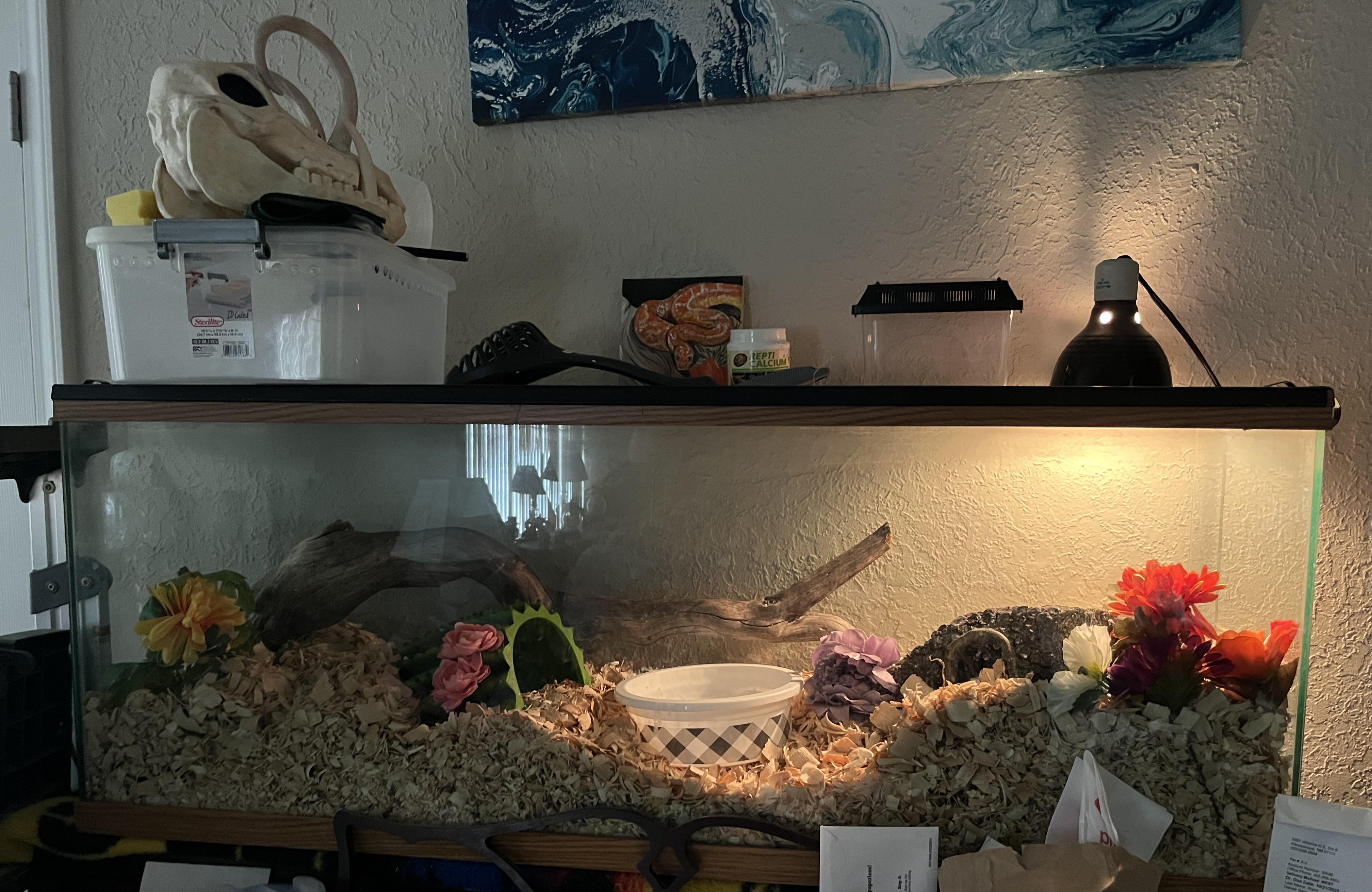 Trying to decide if I need a bigger heat bulb. This is a 55 gallon tank