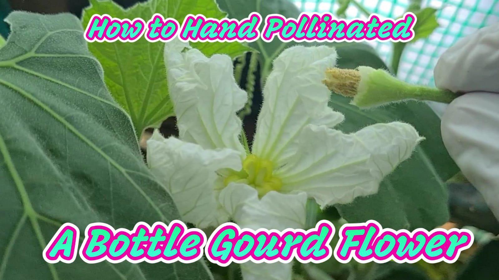Pollinating bottle gourd flower r/BackyardOrchard