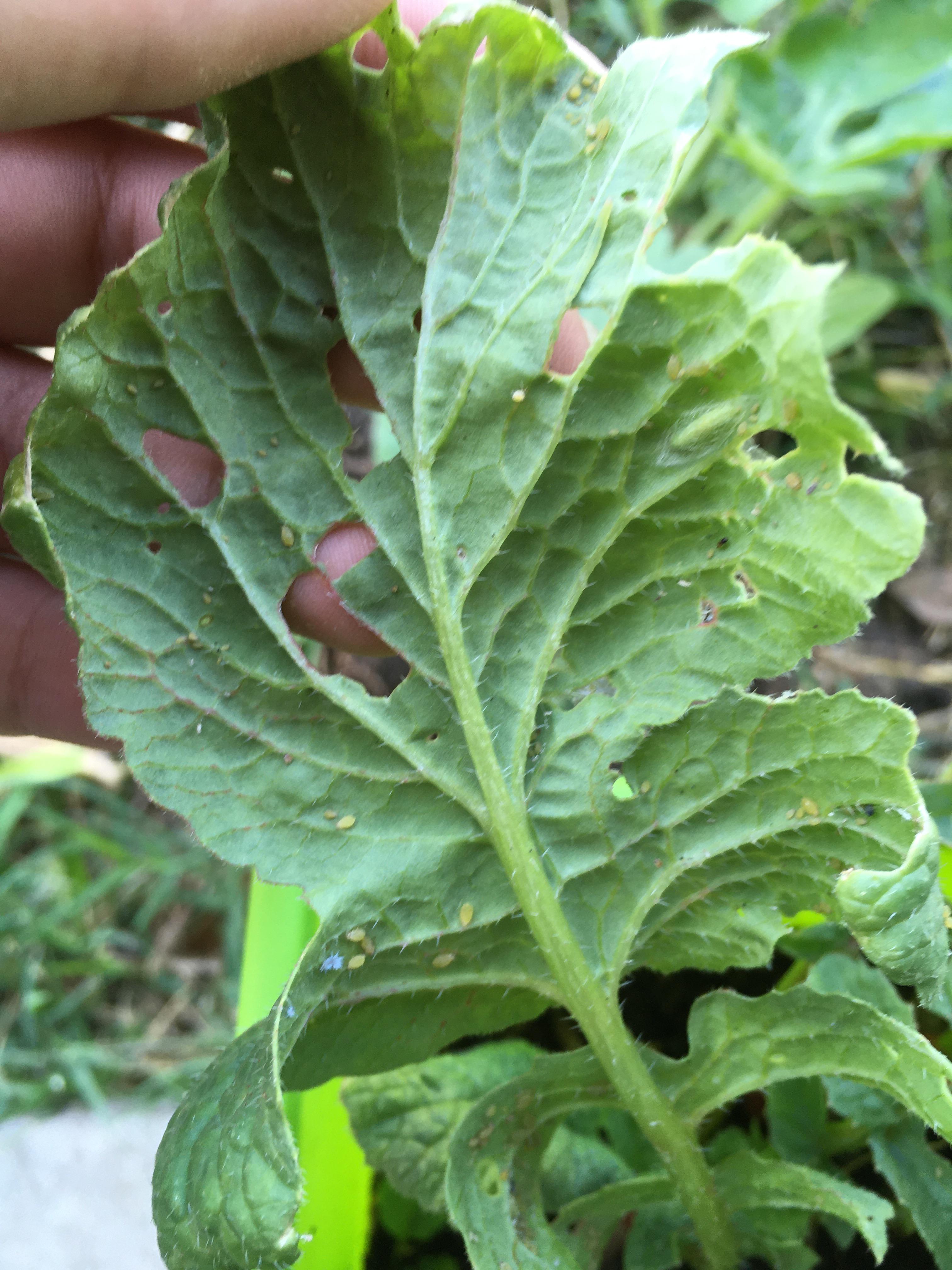 What are these bugs on my radishes(green worm, yellow specks, and white fuzzies) and how do I