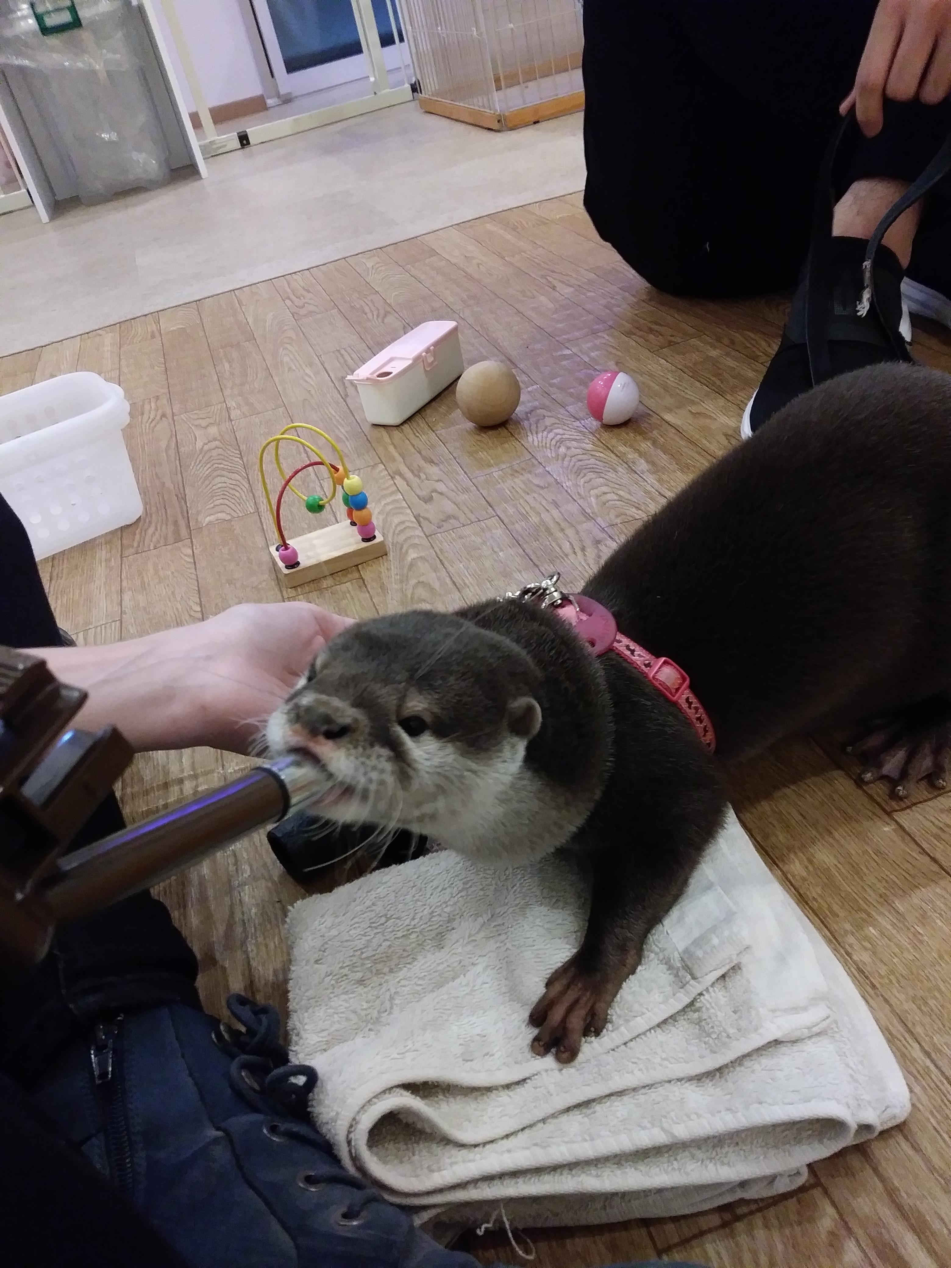 Played with adorable otters in japan... Best vacation ever! r/Otters