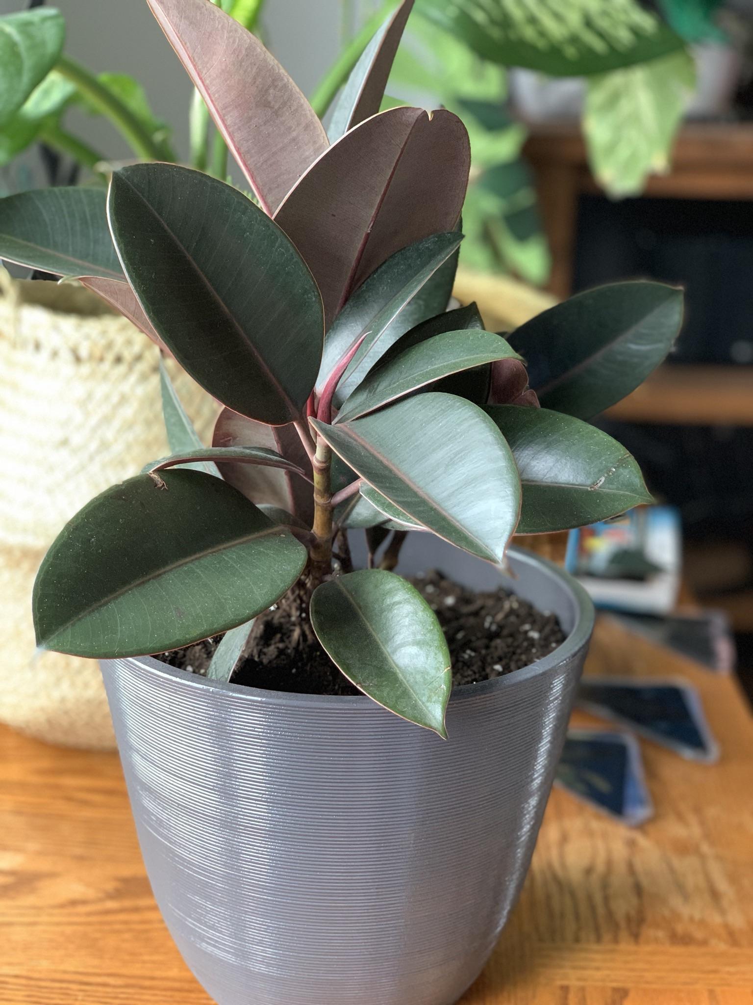 Got this rubber plant a while ago and would like to know if it looks healthy enough and any care