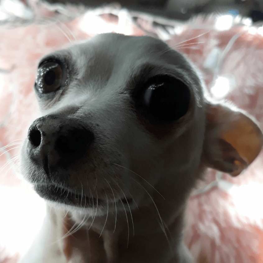 Here have some nice eye bleach. It's my dog Kasper r/fnafcringe