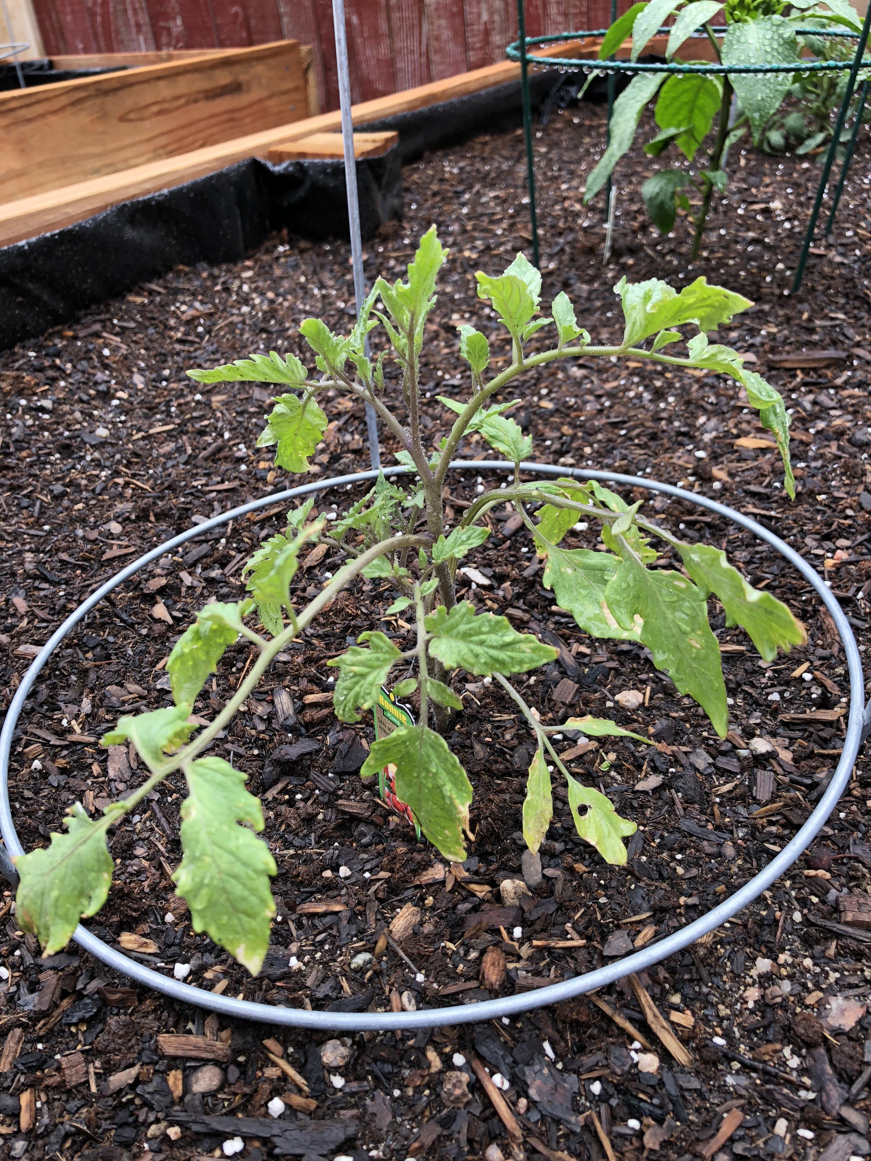 This is my sad San Marzano tomato plant. His leaves are puny and some