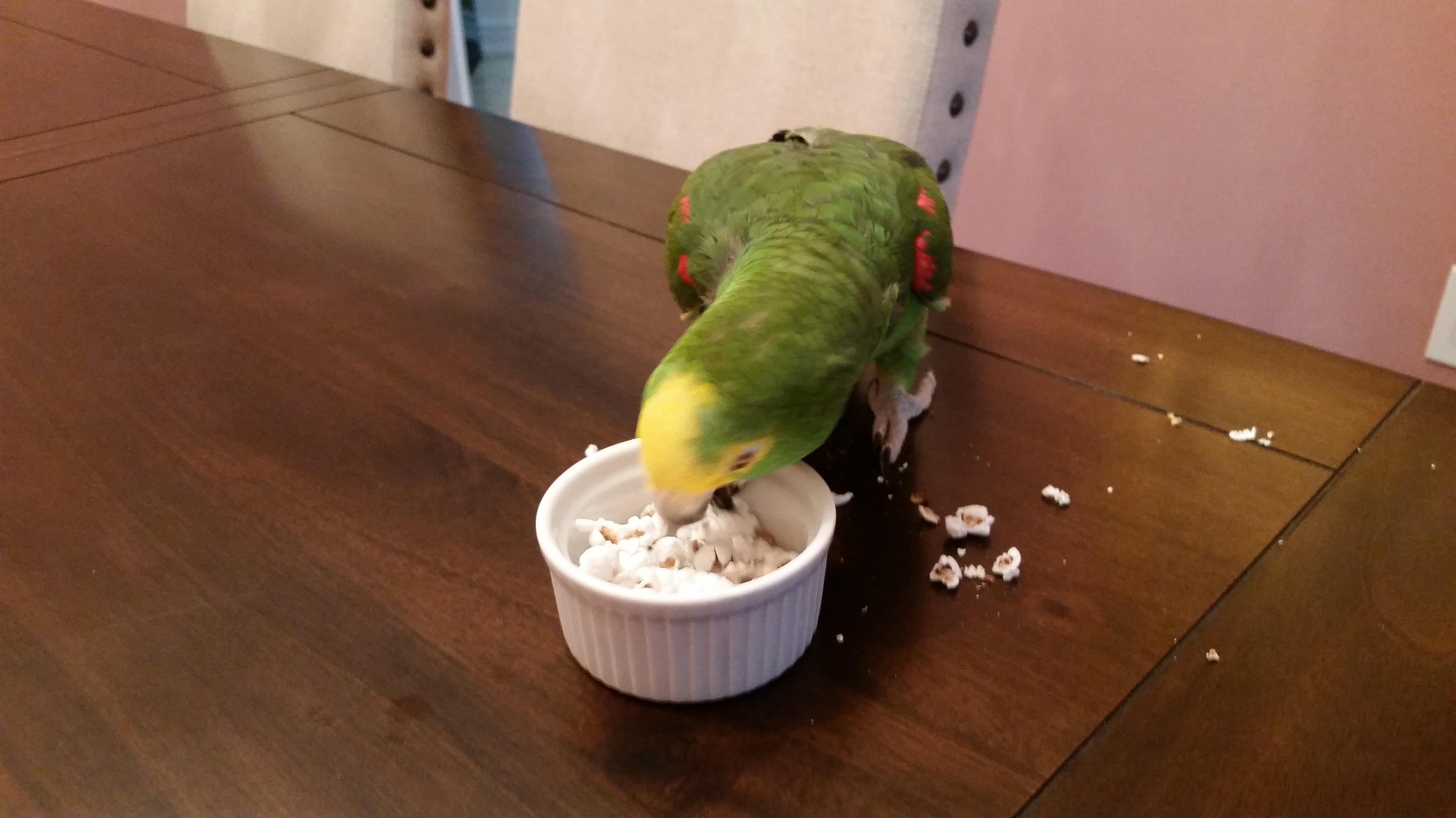 he sure loves his plain popcorn! r/parrots