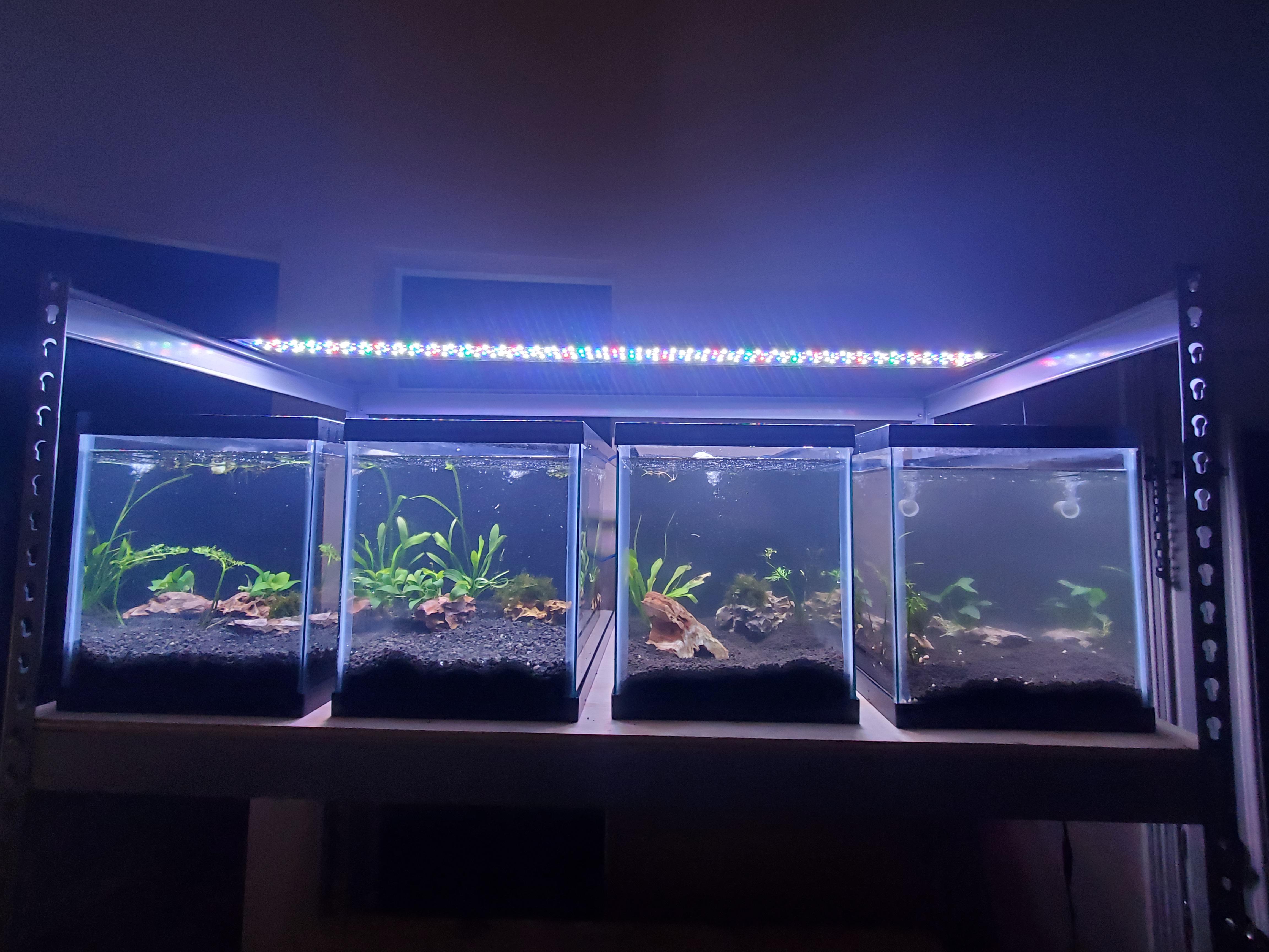 finally got my shrimp breeding tanks set up! the two on the left are