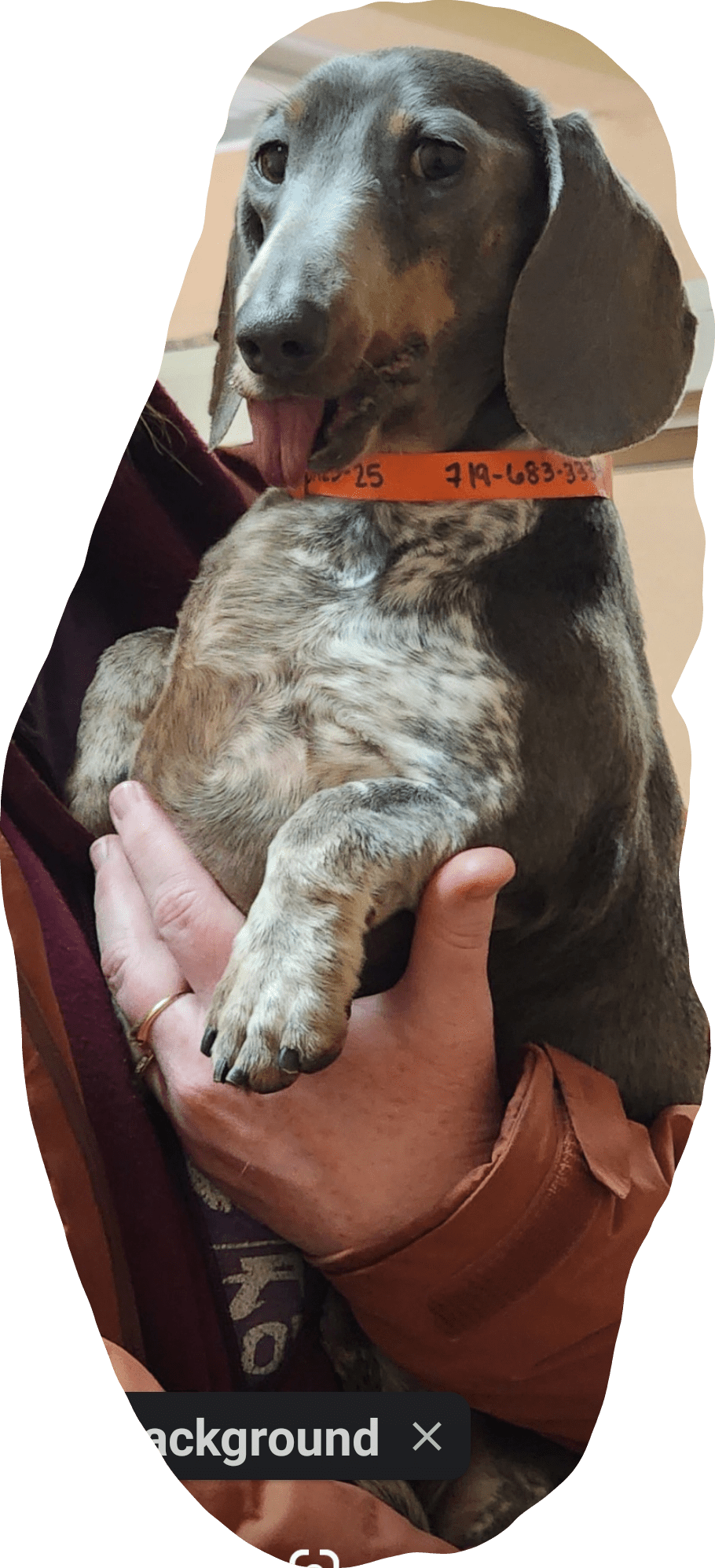 Say Hello To Our New Rescue Wiener r/Dachshund