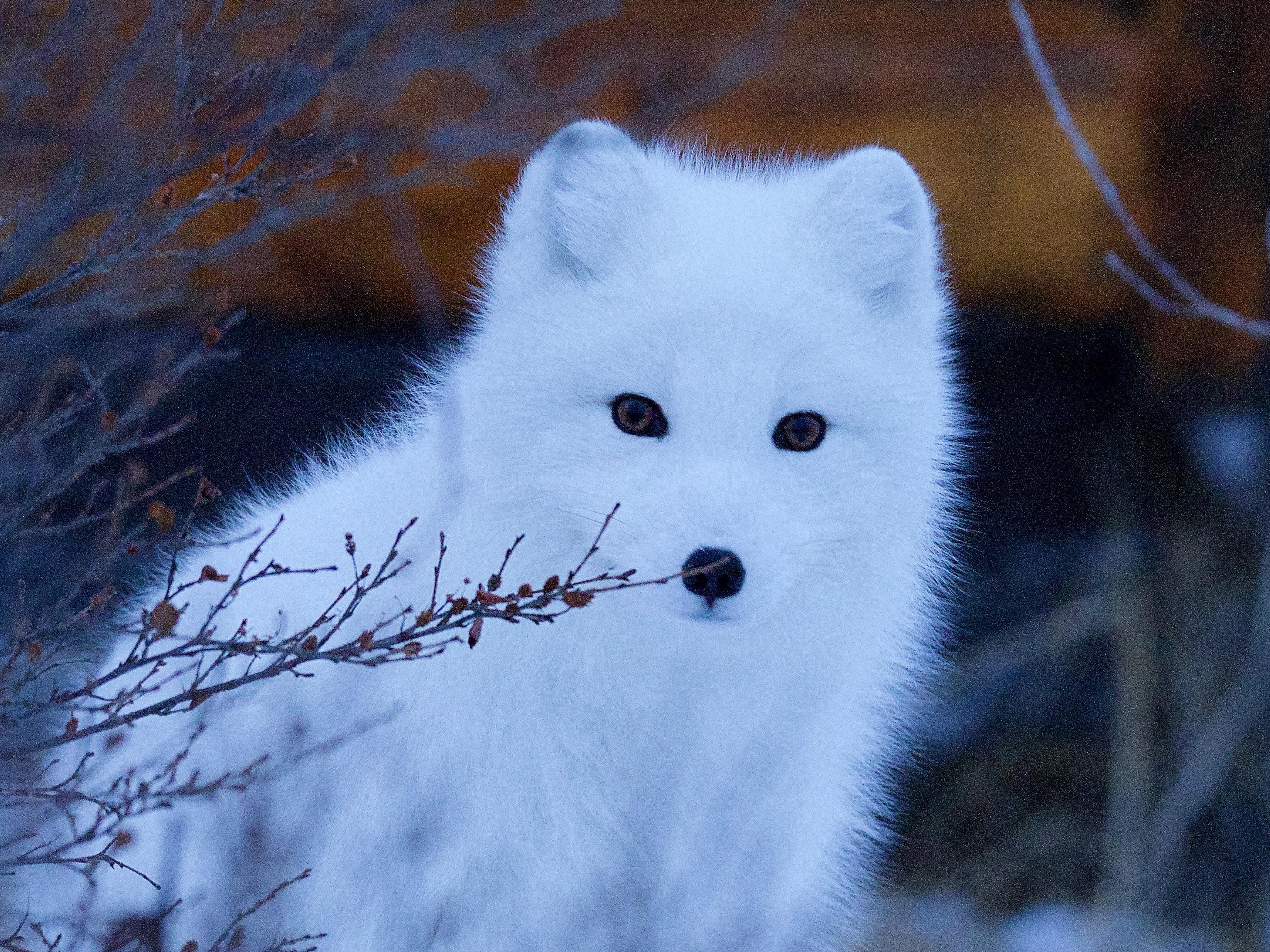 The Arctic Fox their fur changes colour with the seasons and is also