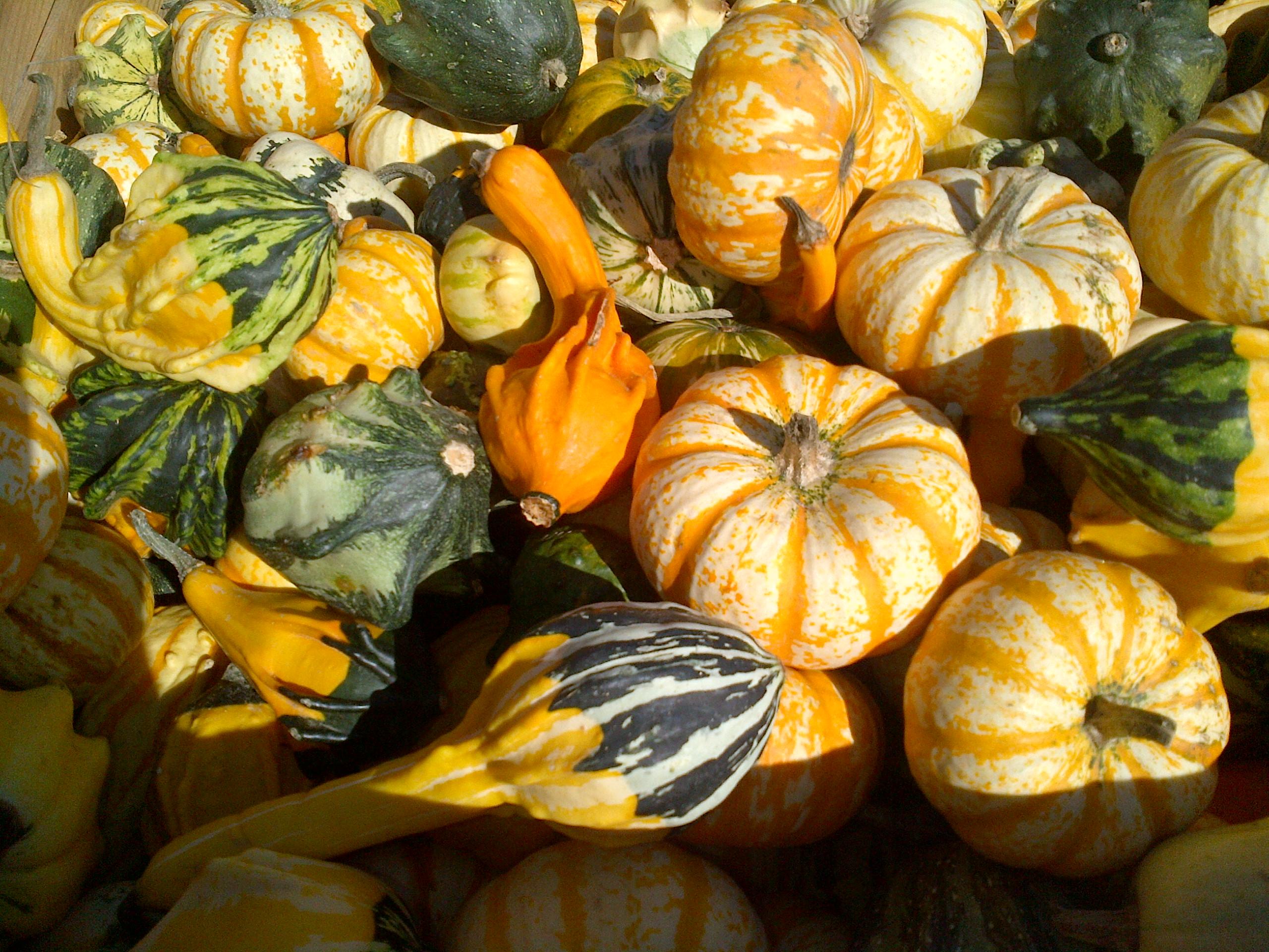 Country Fair Farm Jefferson, Maine r/Maine