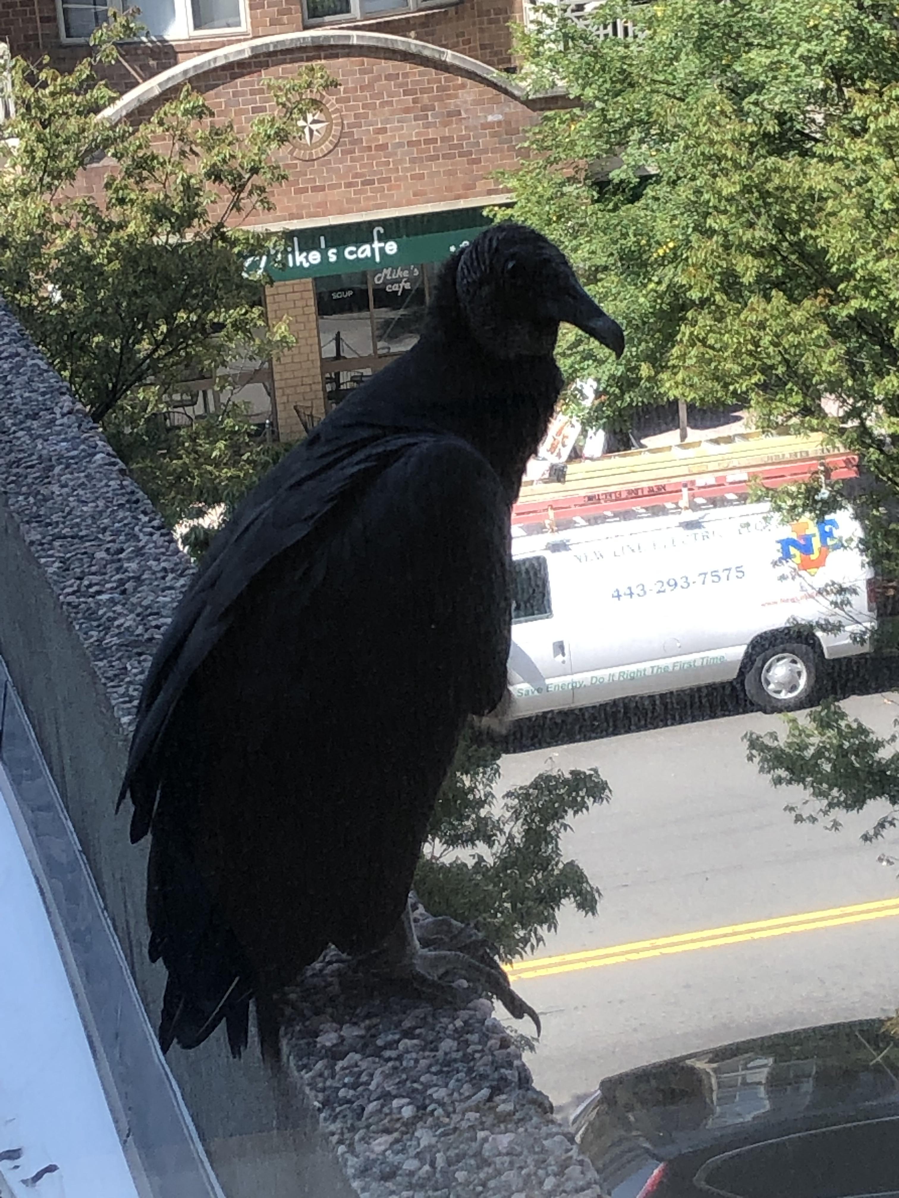 Black Vulture, Arlington, VA r/birding