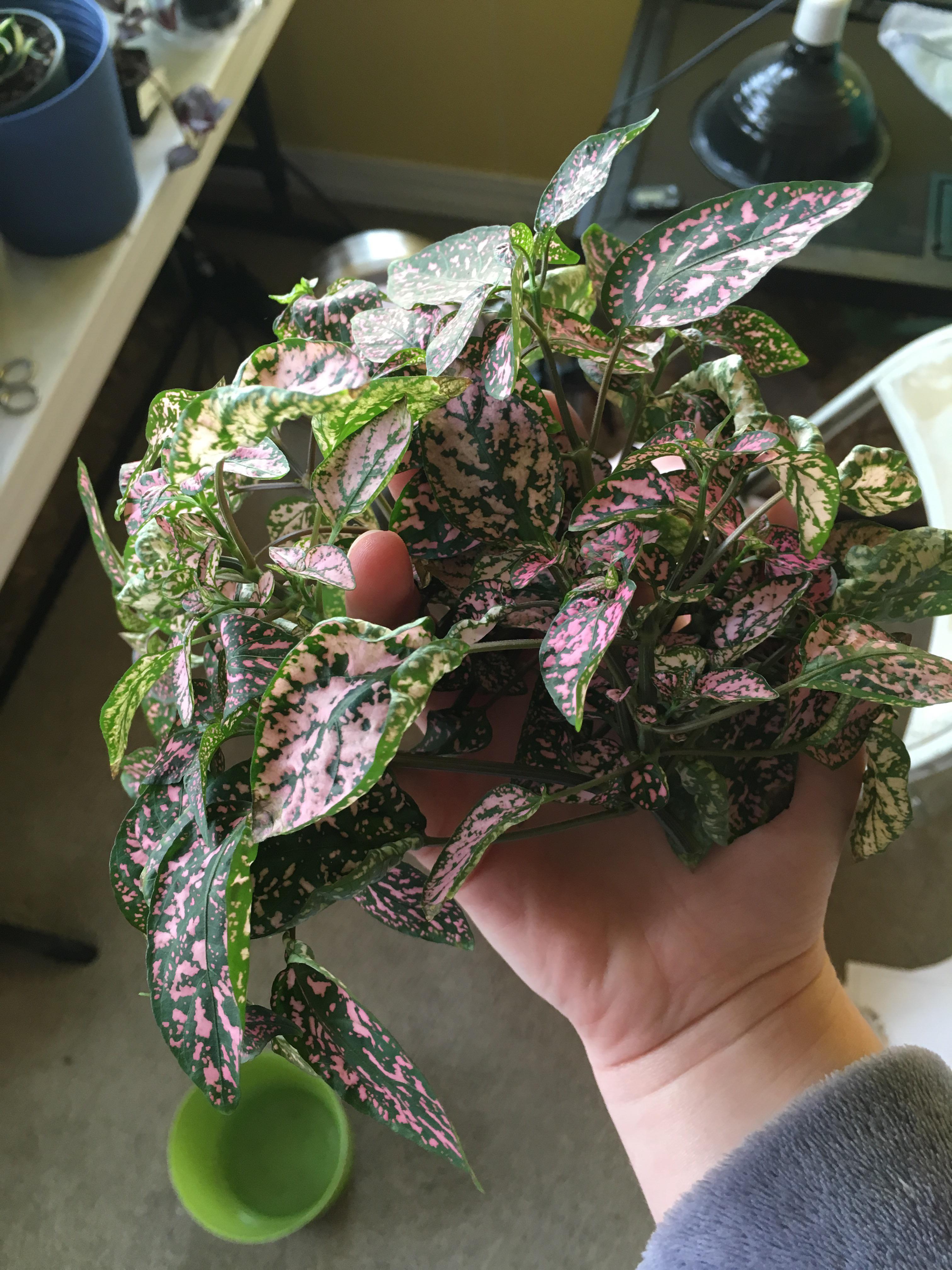 Why Is My Polka Dot Plant So Leggy at Robyn blog