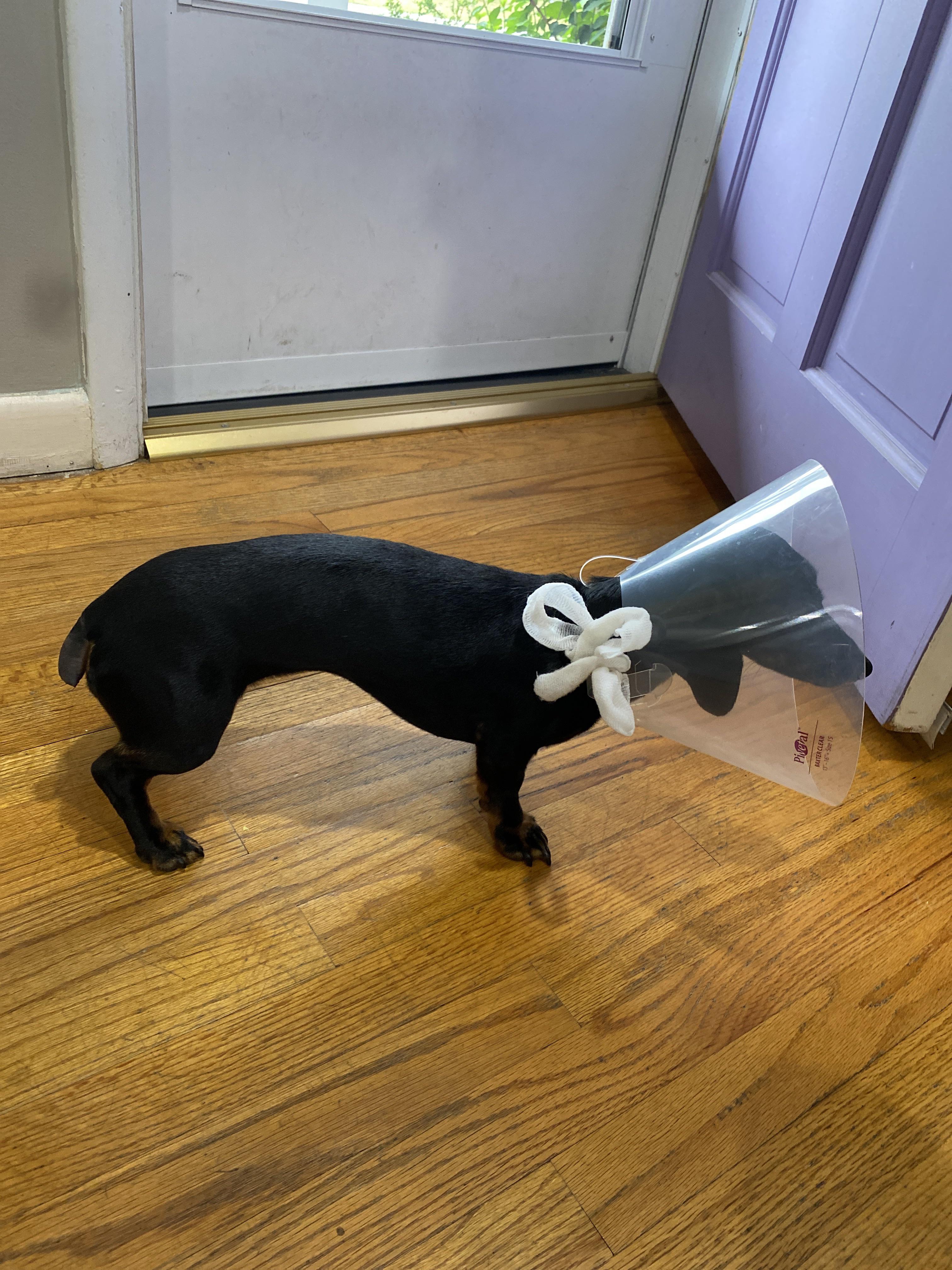 Dachshund had to have her tail amputated because she wouldn’t stop chewing it, even with a cone