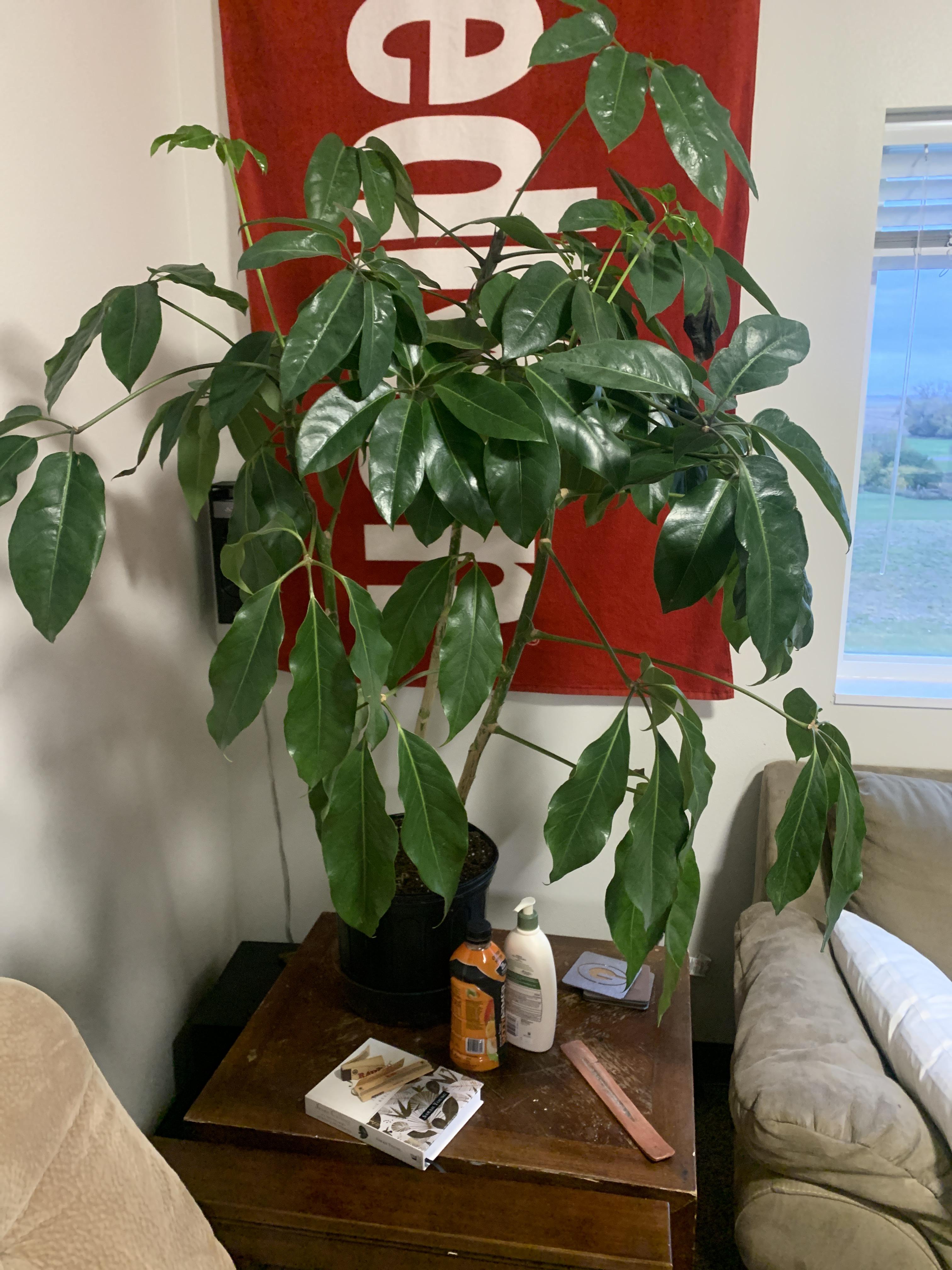 Curling leaves on Umbrella Plant r/plantclinic