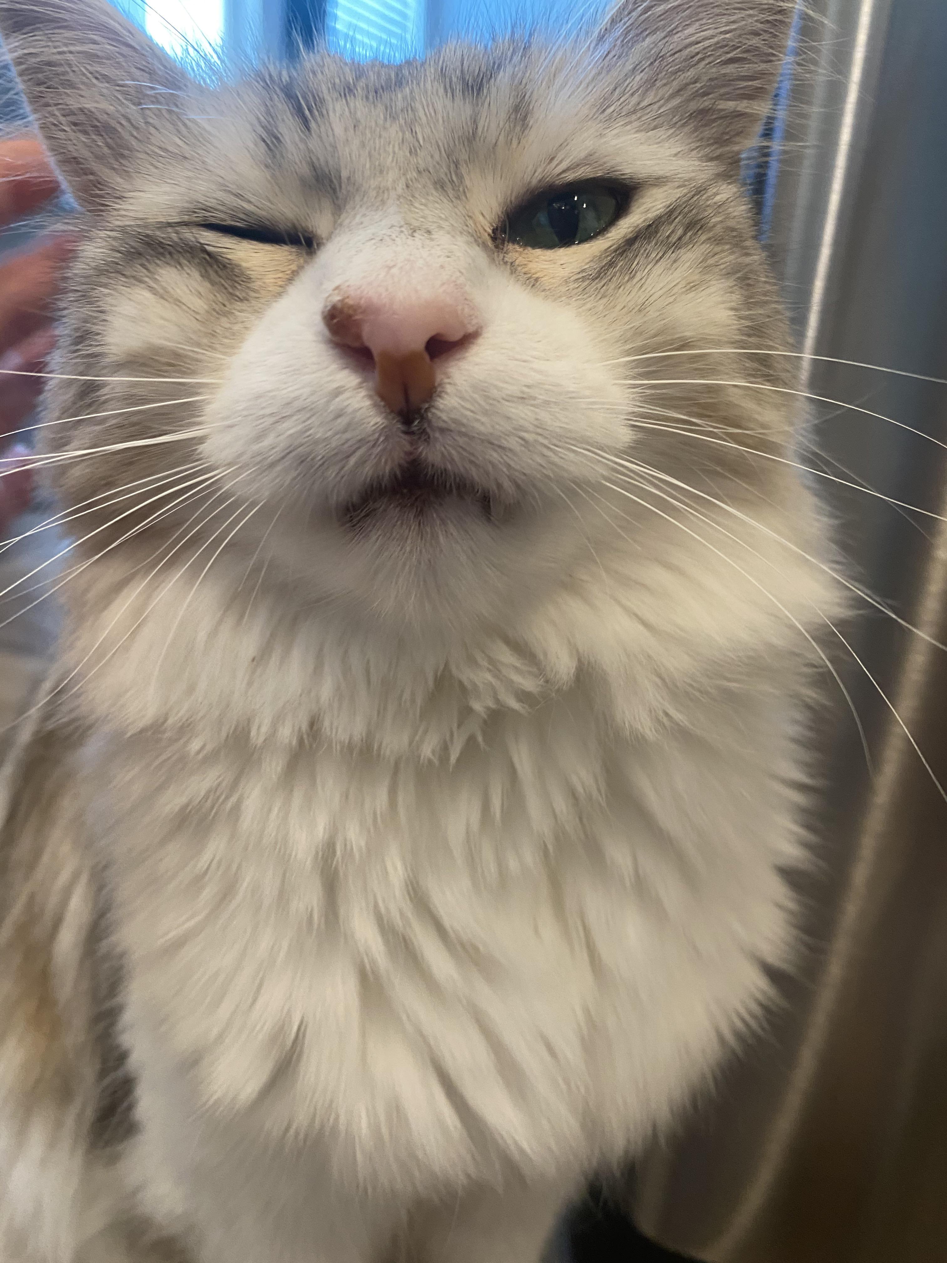 Does anyone know what this brown spot on my cat’s nose could be? She is