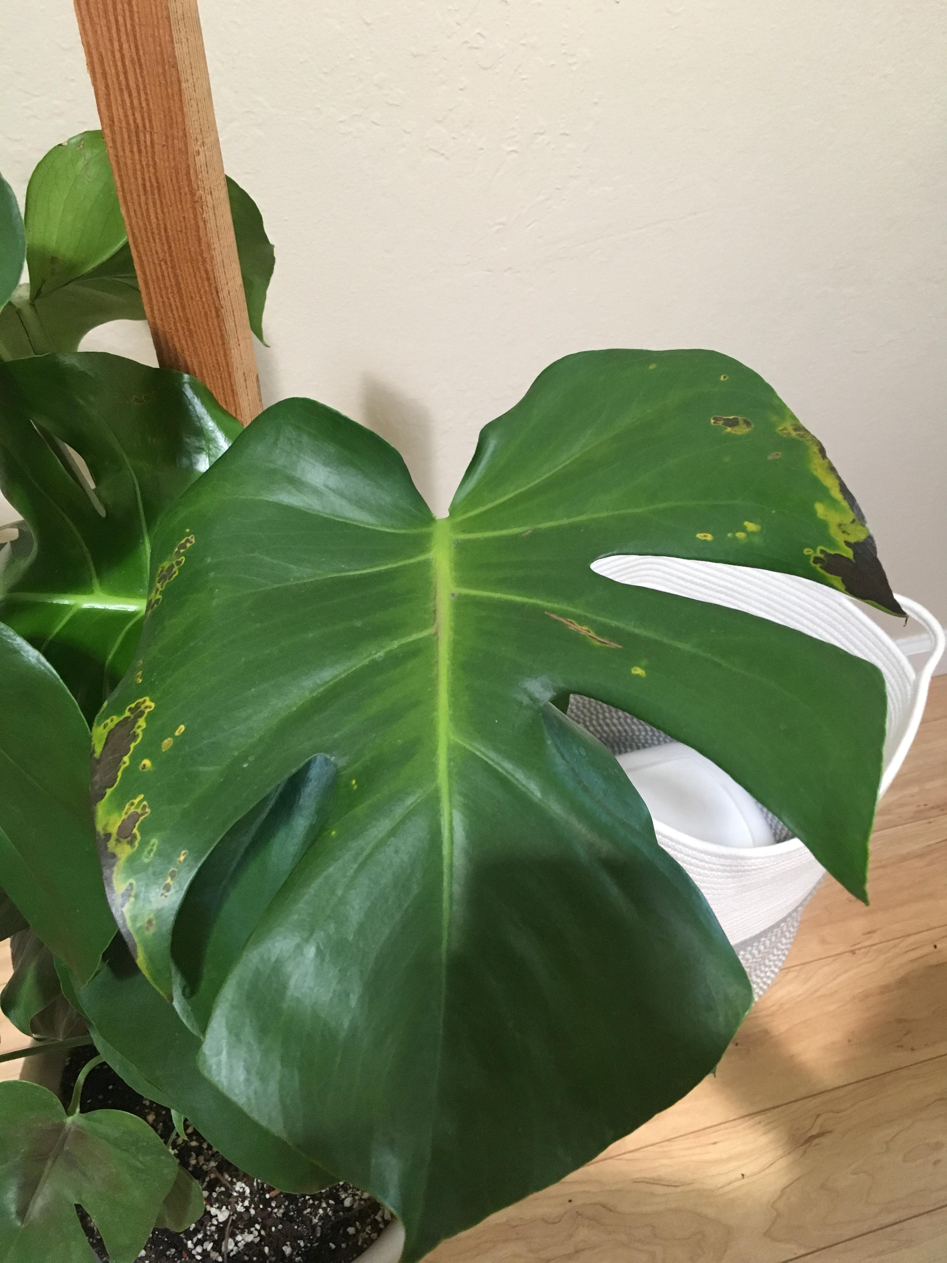 Help! Monstera yellowing turning brown at the edges. r/plantclinic