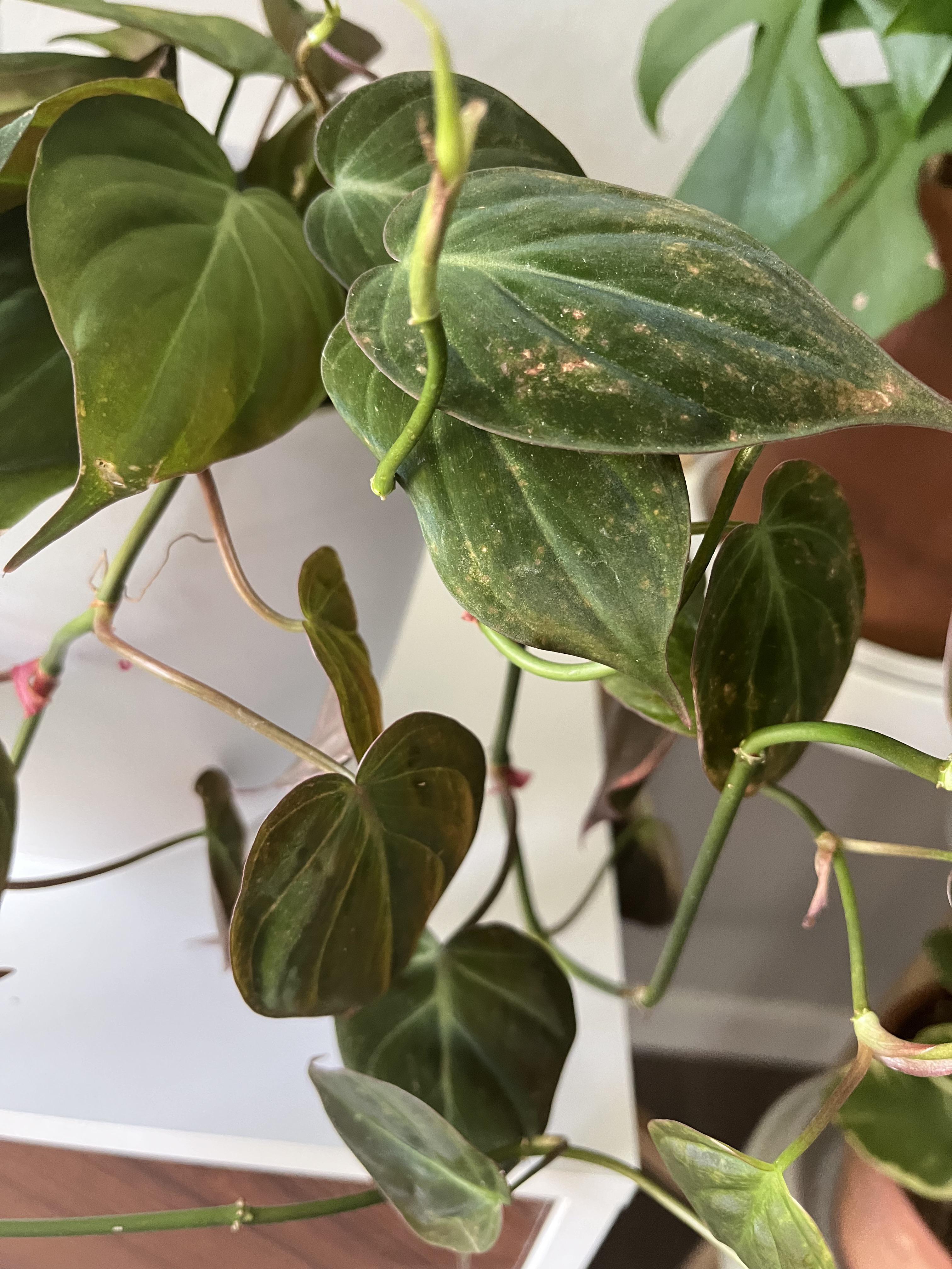 Mican help! Spots on leaves and underside is sticky…I assume pests…how