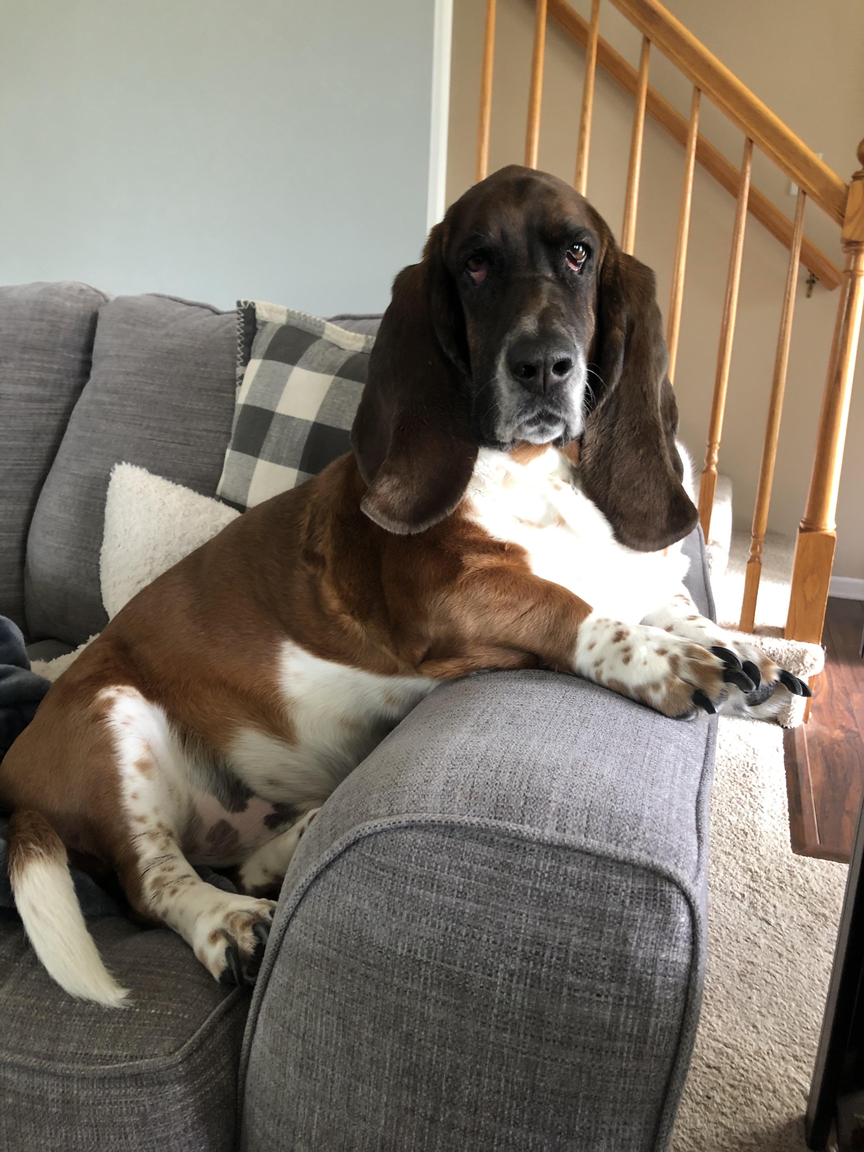 A typical day on the couch for Utah... r/bassethounds