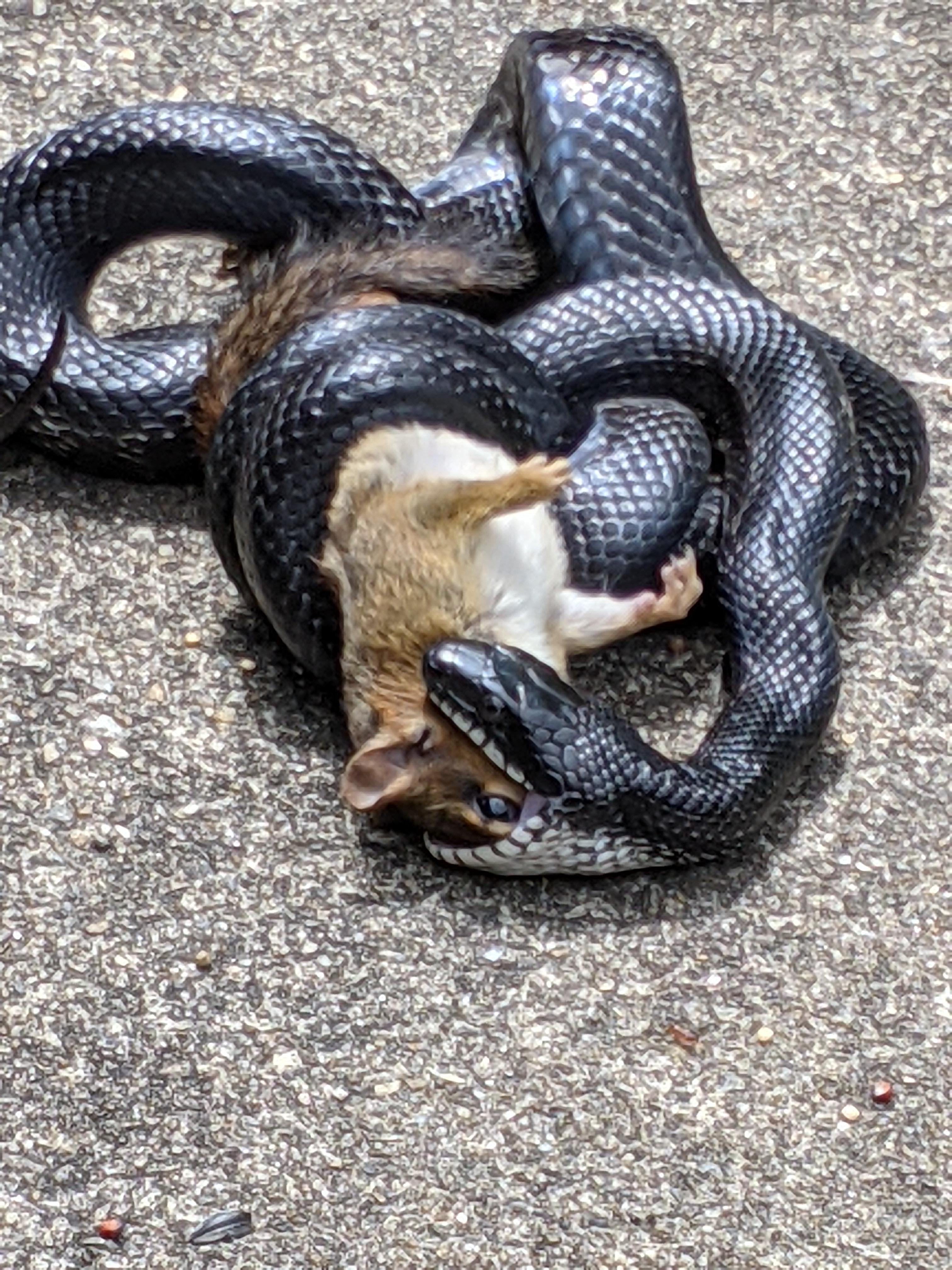 Black snake eating mipchunk on my sidewalk this afternoon r/natureismetal