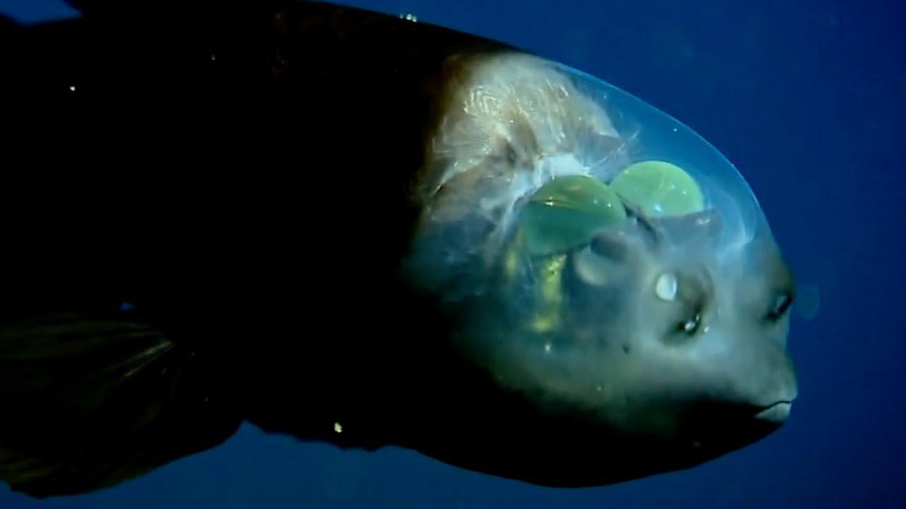 This is a Pacific barreleye fish with a transparent head! r