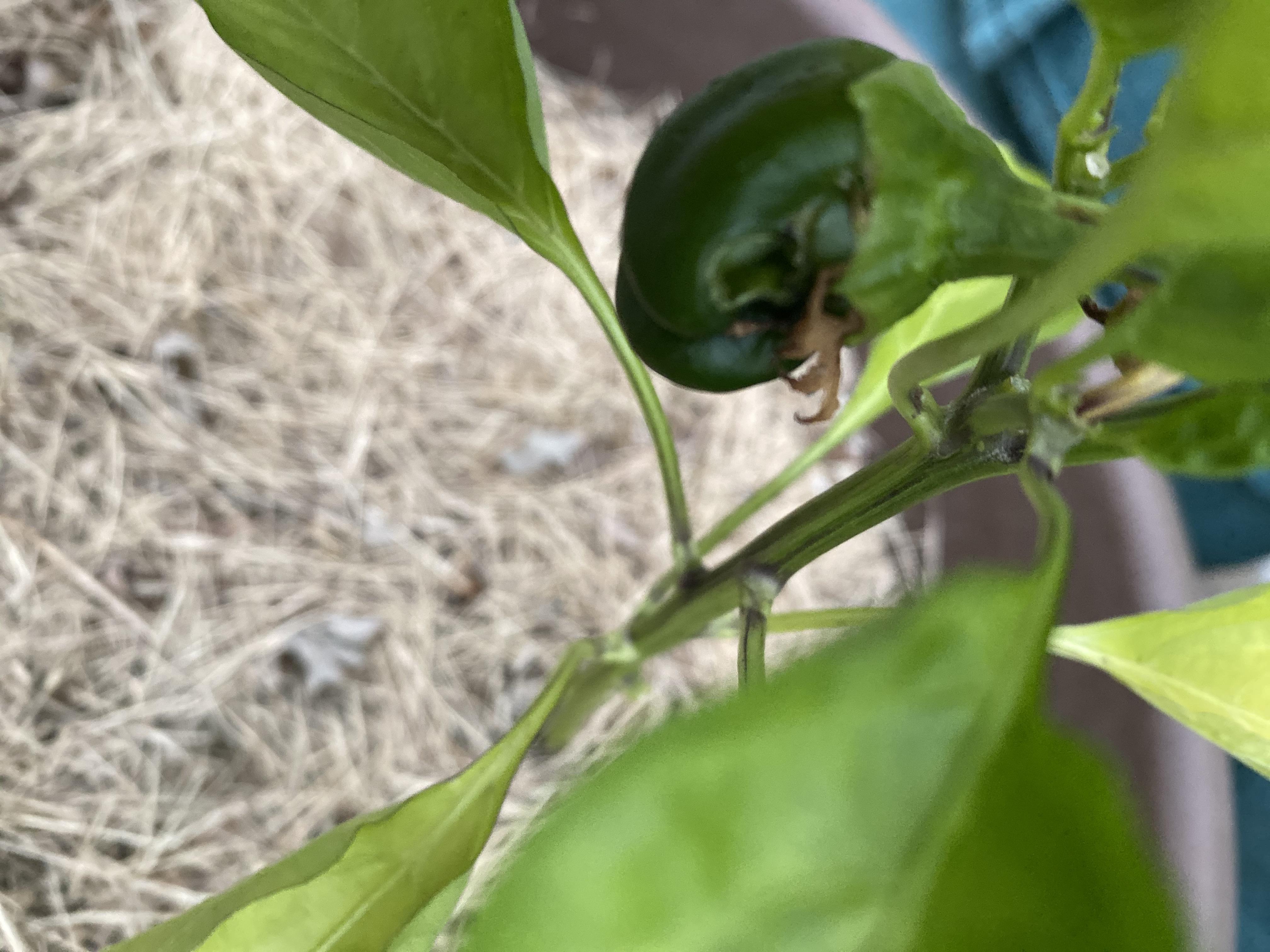 Hole in my very first bell pepper why? r/gardening