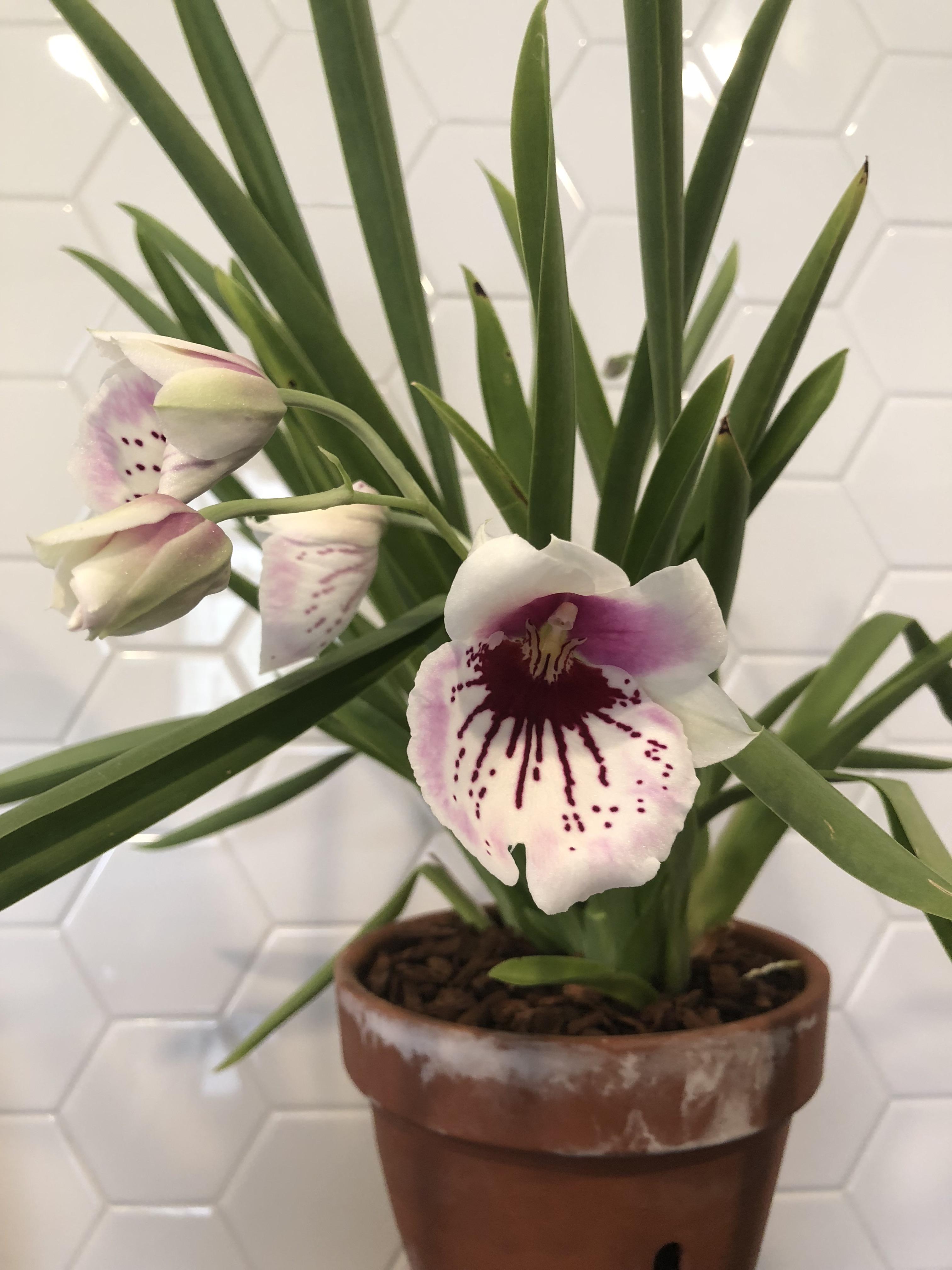 First new bloom ever! So exciting! r/orchids