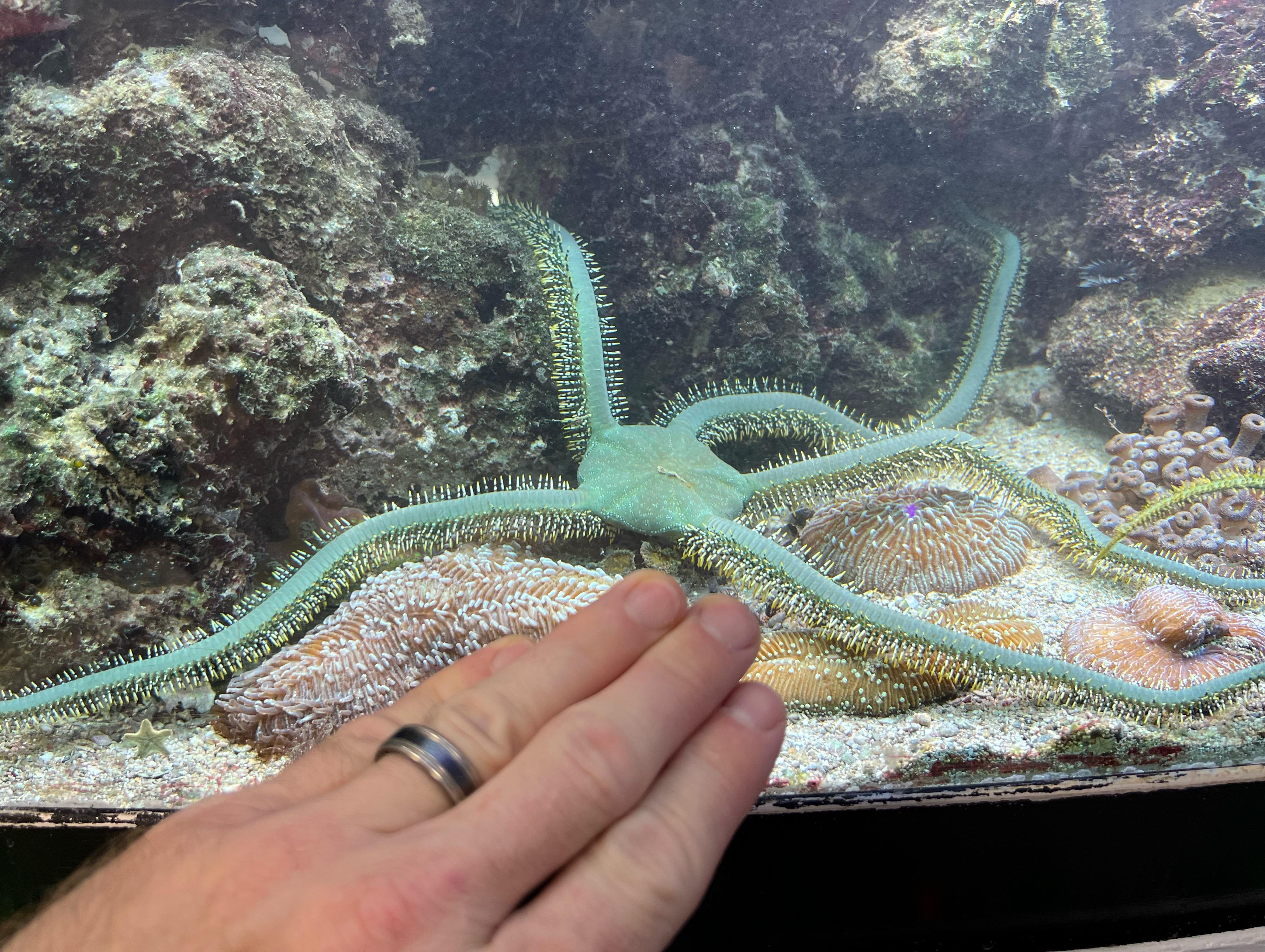 This Giant Green Brittle Star is an absolute BEAST! r/ReefTank