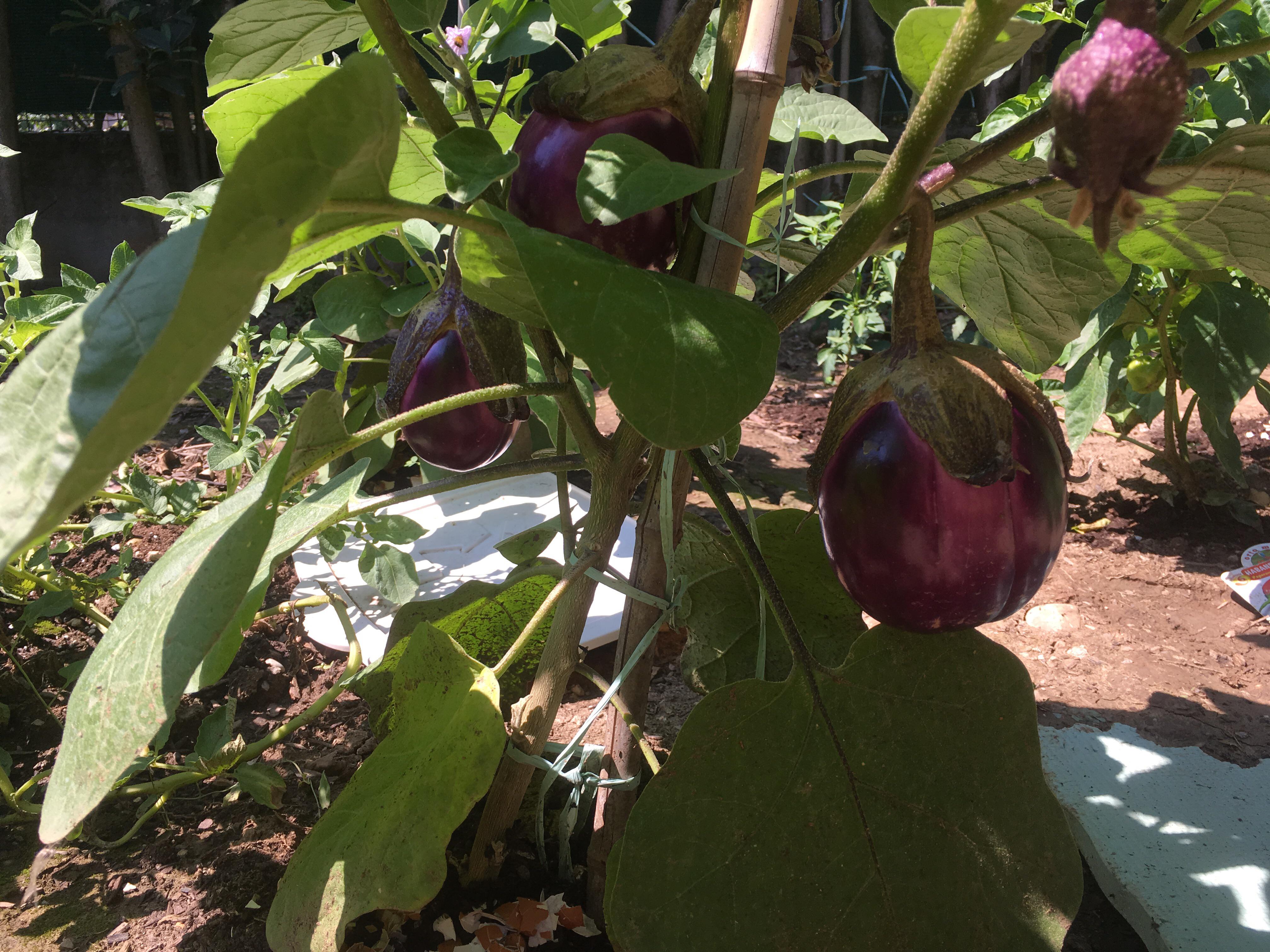 My aubergine plant is finally exploding with fruits ) r/gardening