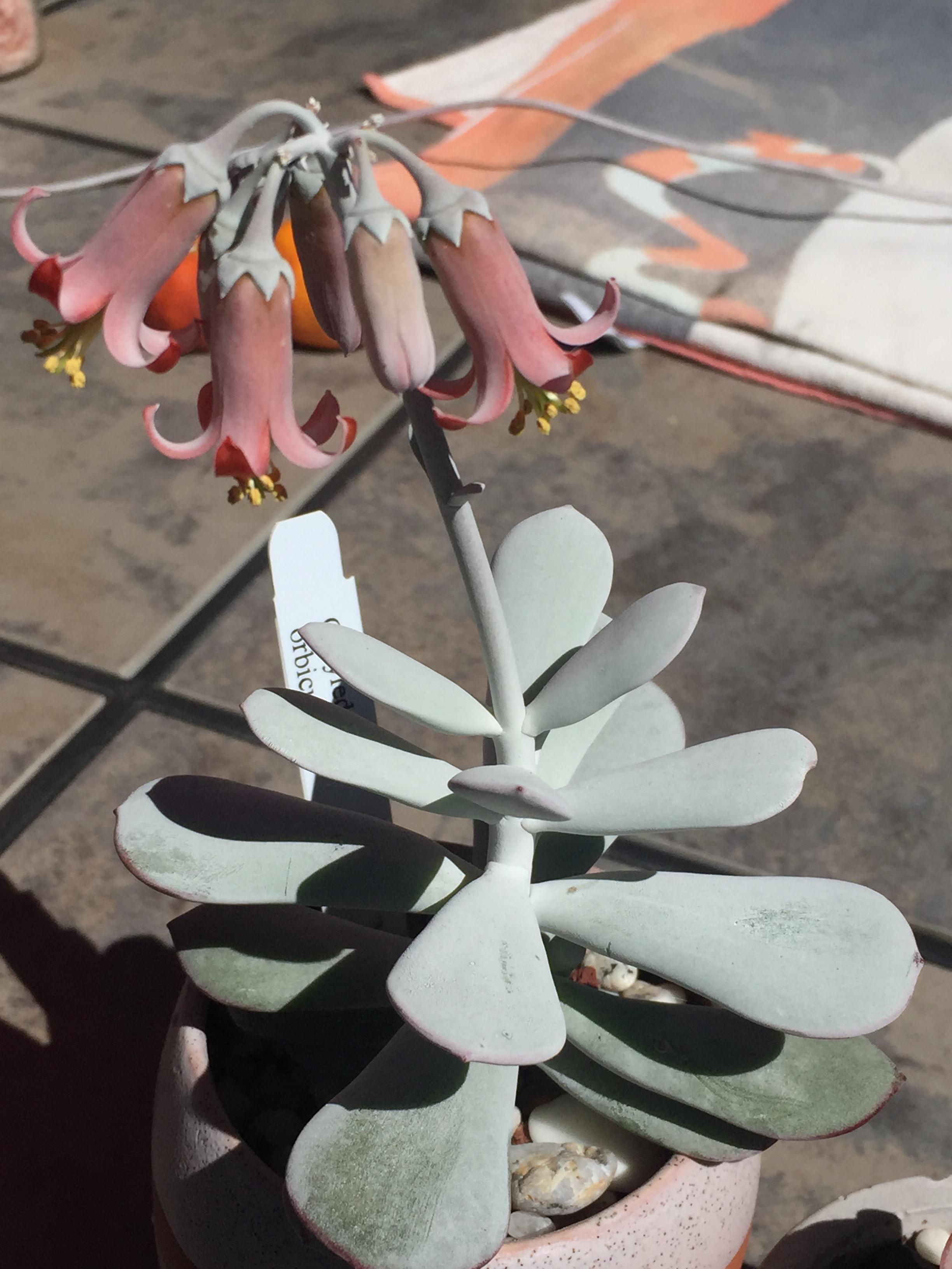 Can cotyledon orbiculata self pollinate? r/houseplants