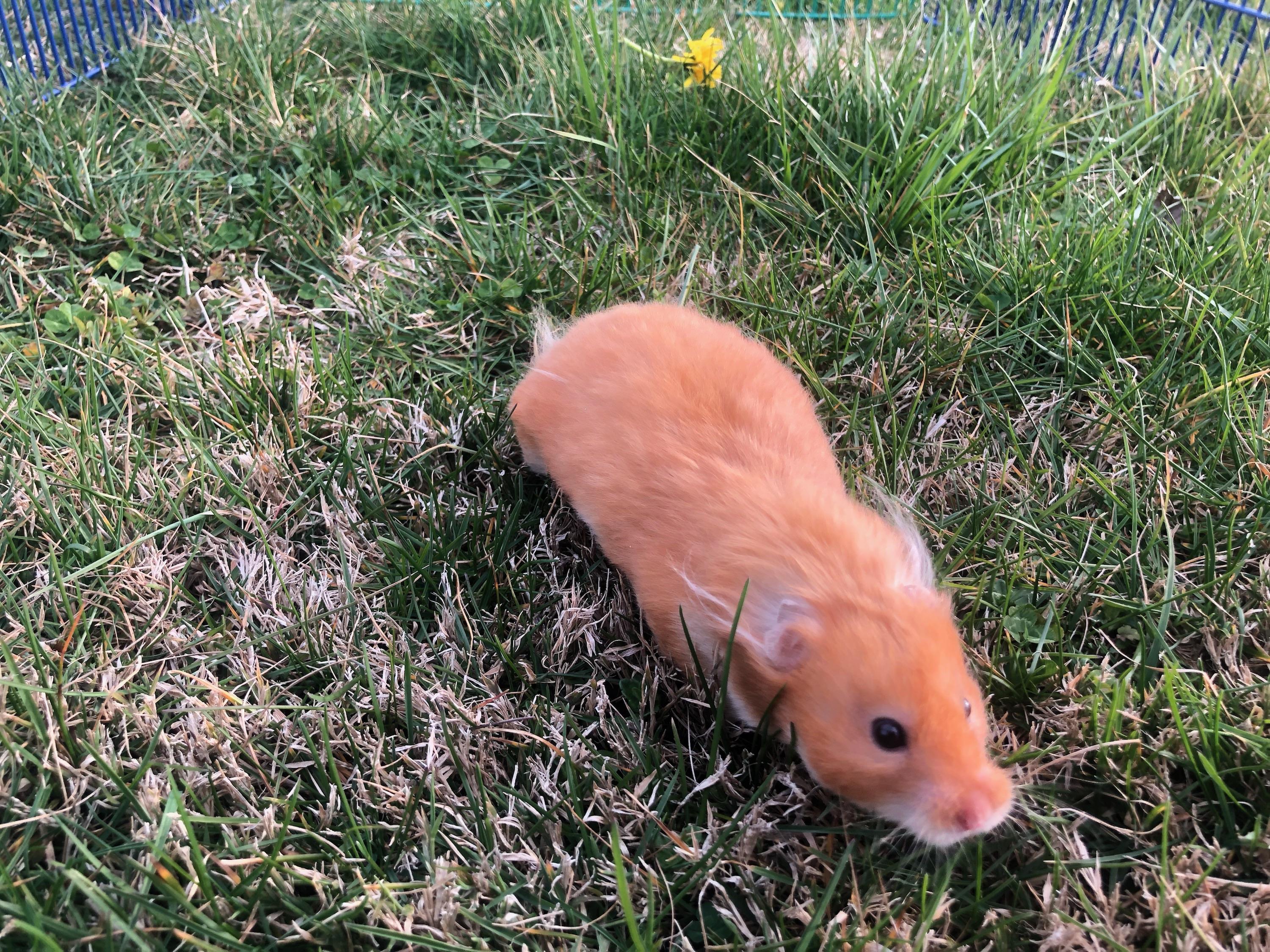 She got to go outside today! r/hamsters